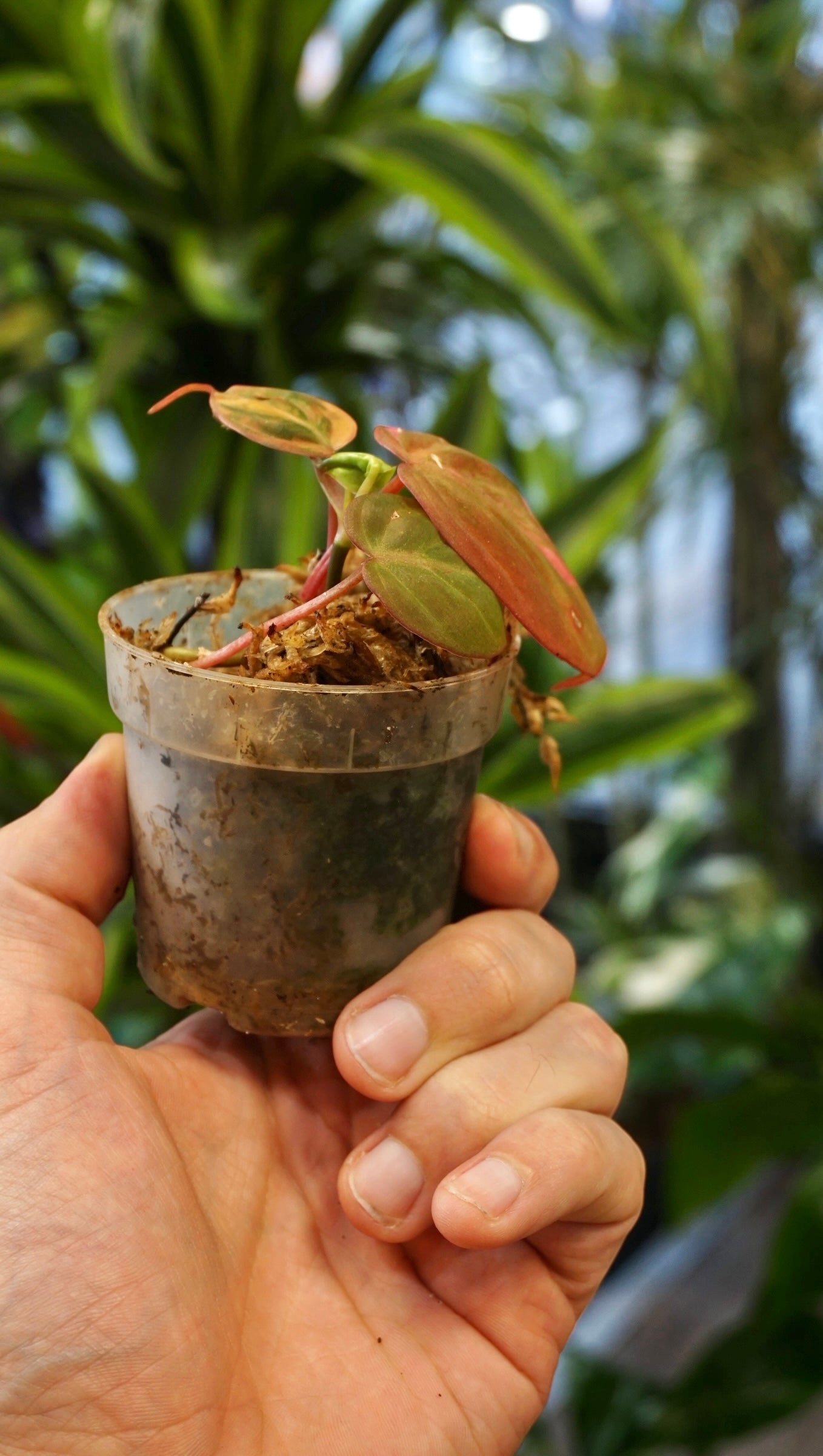Philodendron Micans Pink Variegata studio plantes rares jungle jardinerie strasbourg rare plant shop online pflanzen