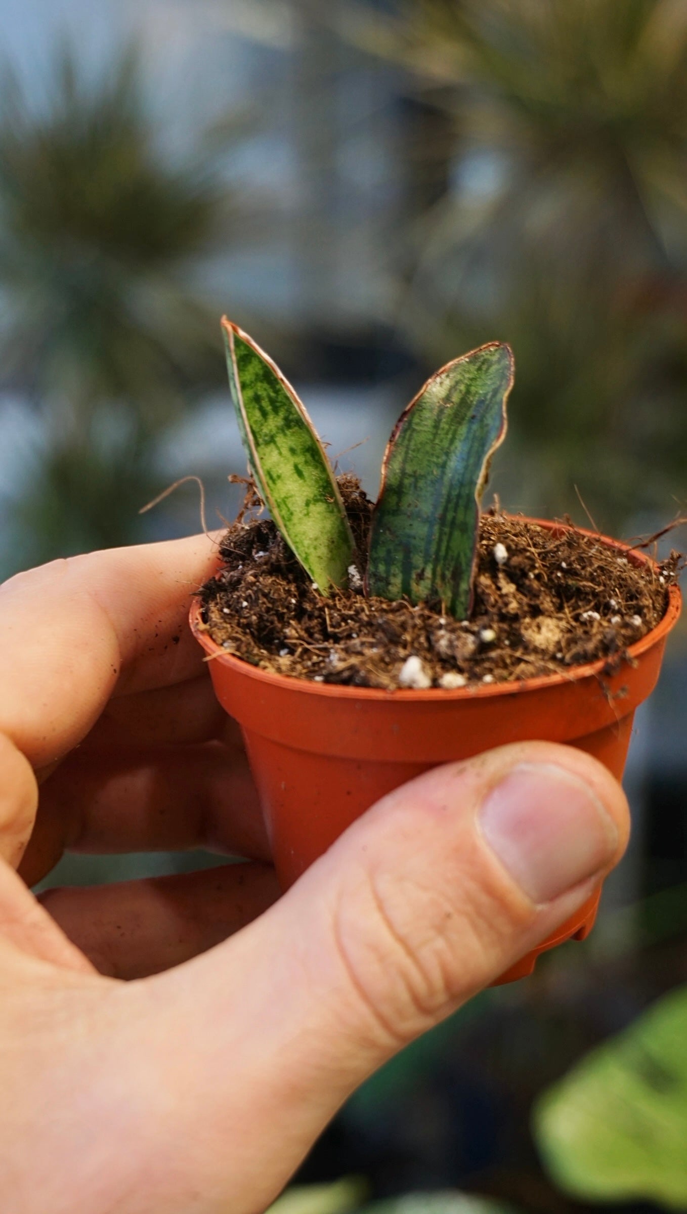 Sansevieria Cleopatra studio plantes rares jungle jardinerie strasbourg rare plant shop online pflanzen