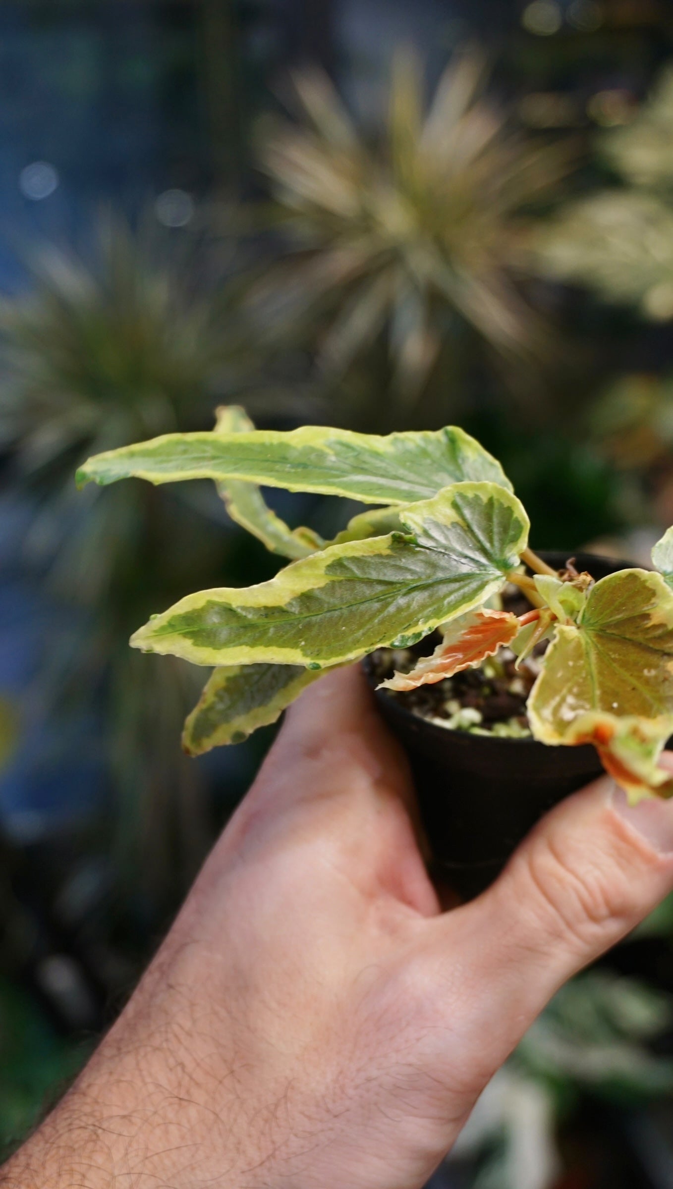 Begonia Dainty Spray Variegata studio plantes rares jungle jardinerie strasbourg rare plant shop online pflanzen