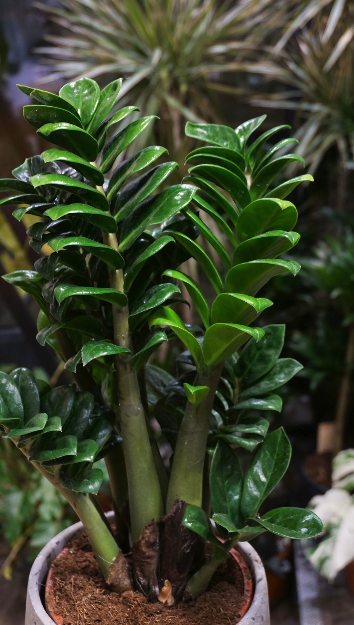 ZZ Zenzi studio plantes rares jungle jardinerie strasbourg rare plant shop online pflanzen