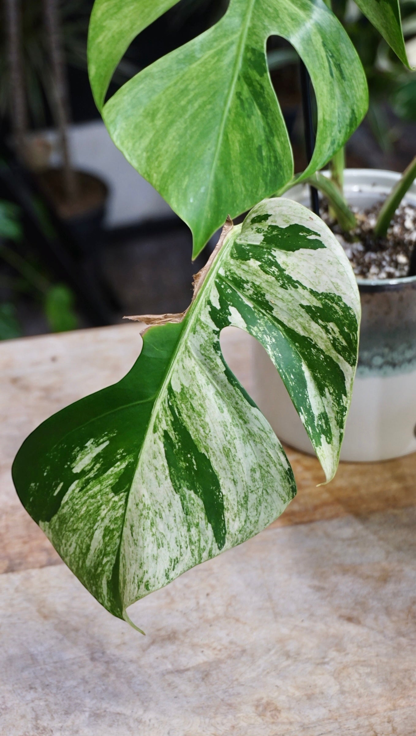 Monstera Jungle Mint studio plantes rares jungle jardinerie strasbourg rare plant shop online pflanzen