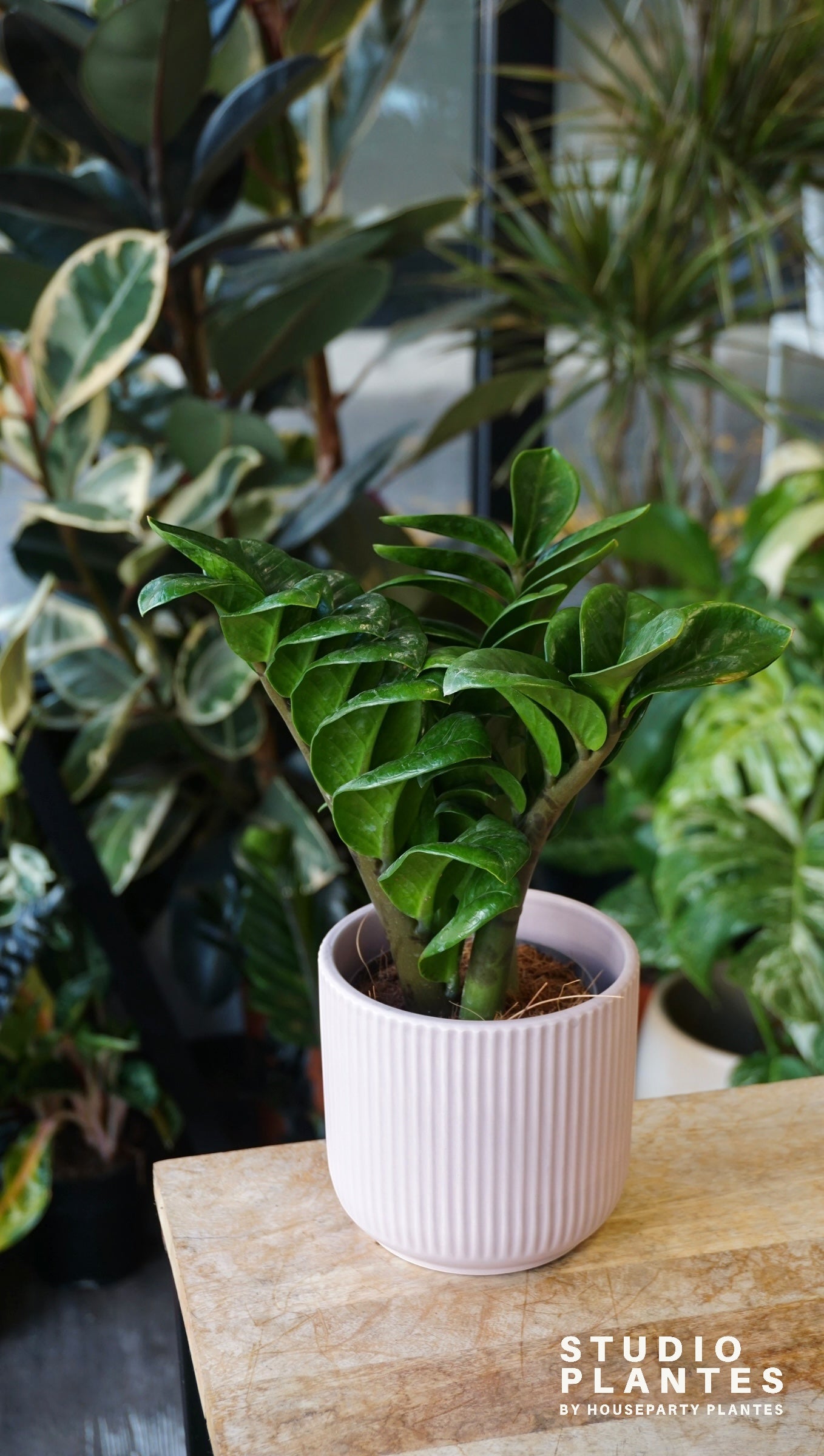 ZZ Zenzi | Pflegeleichte Zimmerpflanze | Pflanzenstudio  Studio Plantes