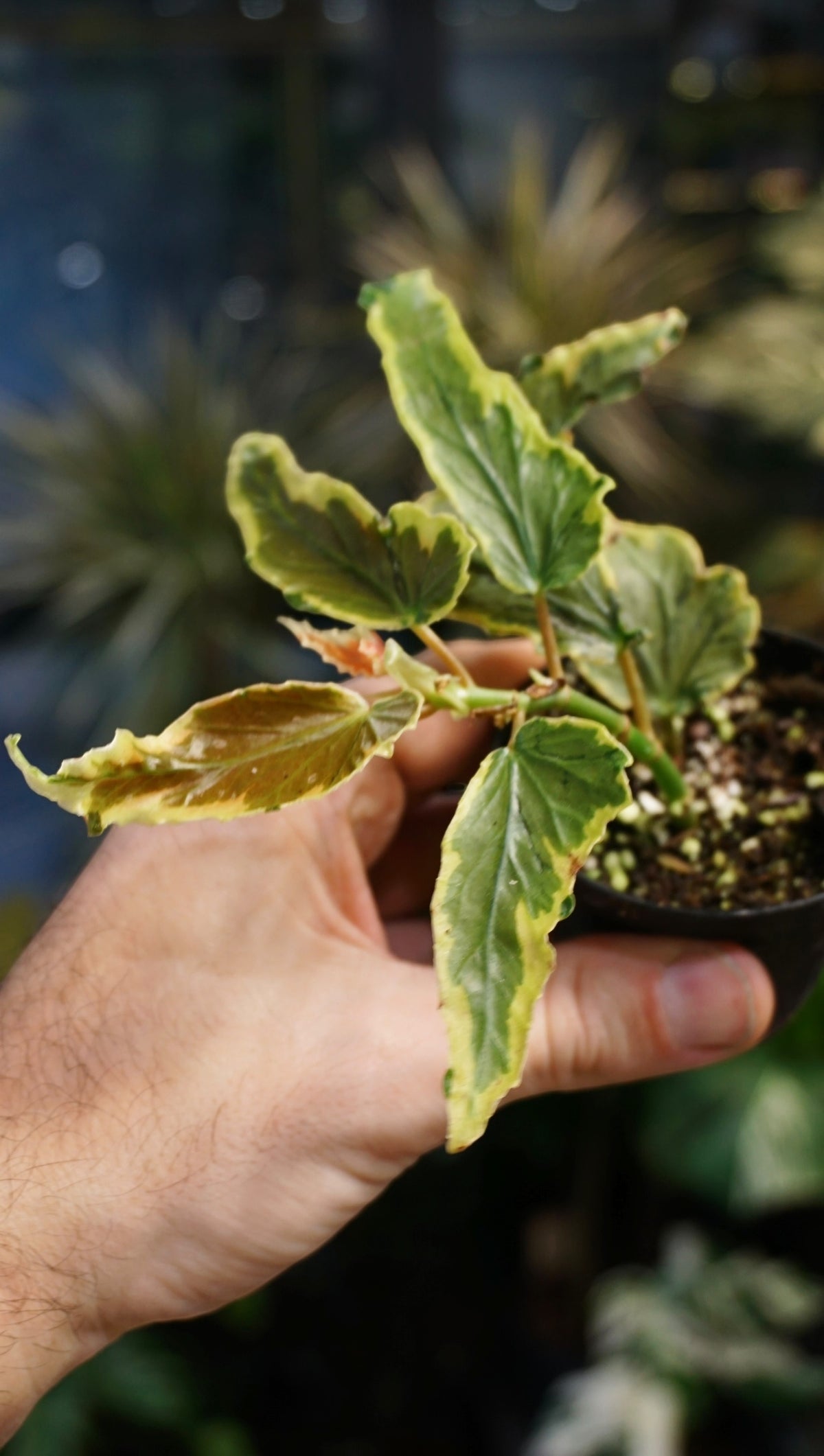 Begonia Dainty Spray Variegata studio plantes rares jungle jardinerie strasbourg rare plant shop online pflanzen