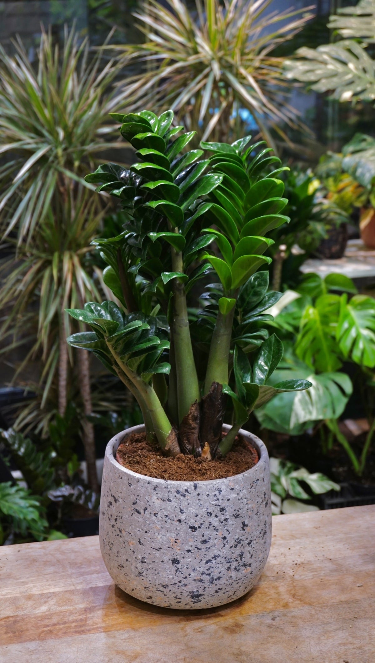 ZZ Zenzi studio plantes rares jungle jardinerie strasbourg rare plant shop online pflanzen