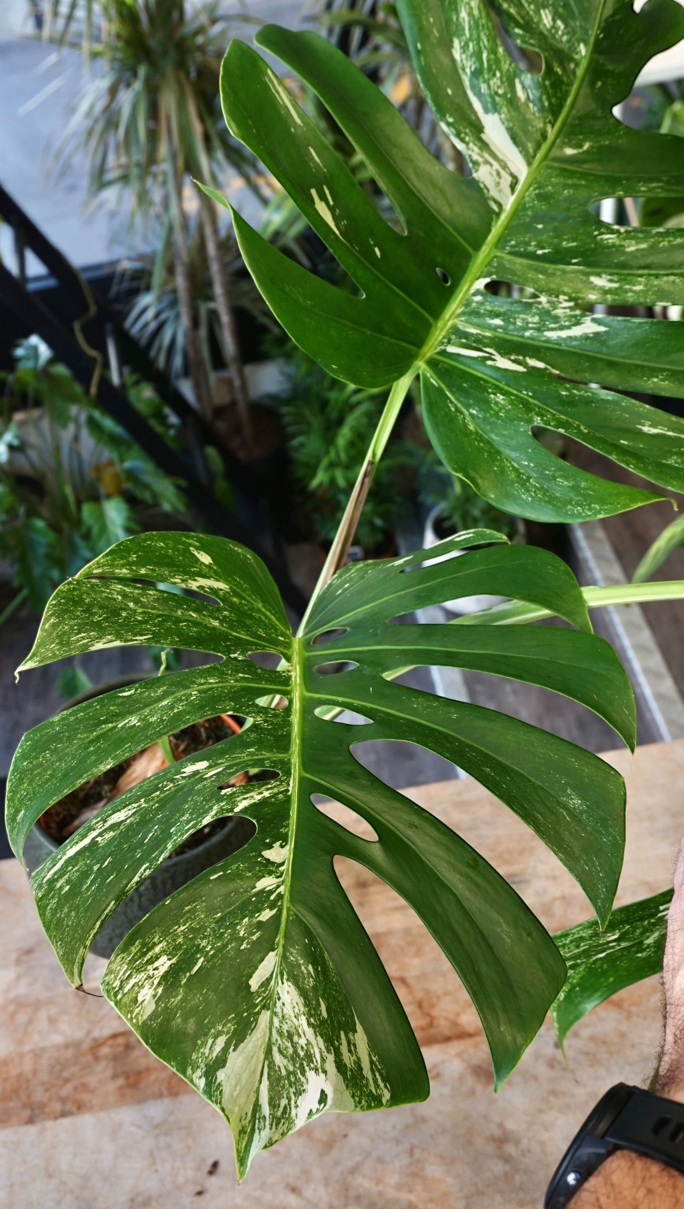 Monstera Variegata