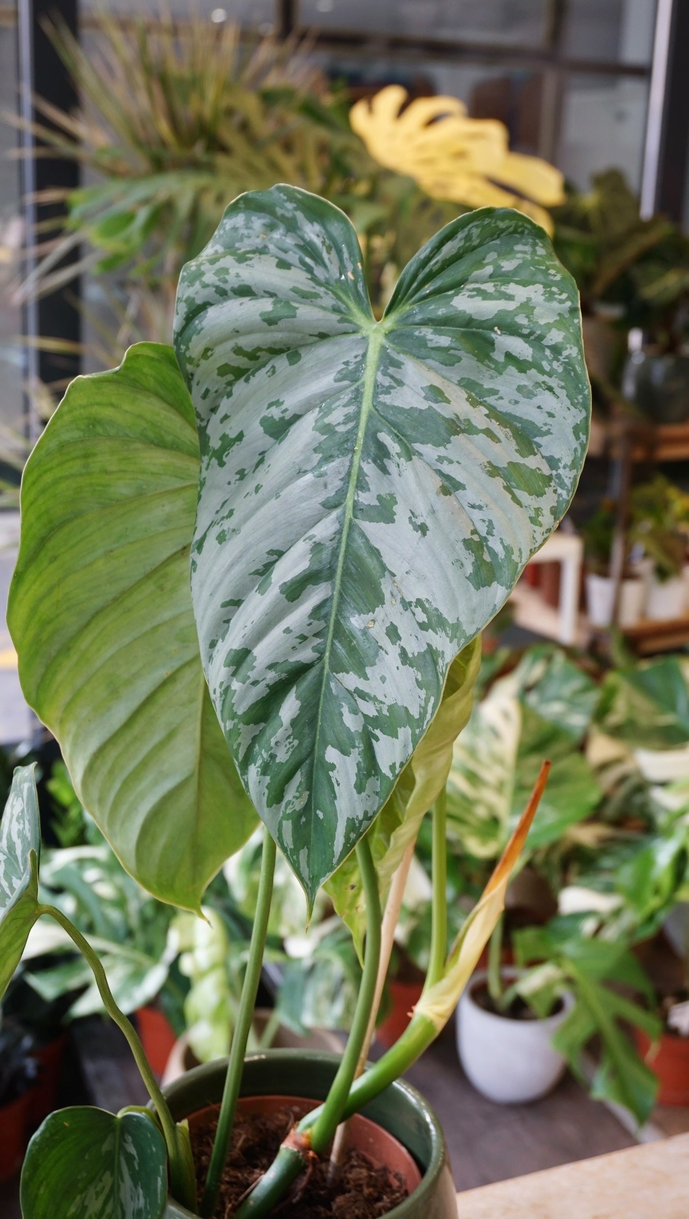 Philodendron McDowell x Brandtianum studio plantes rares jungle jardinerie strasbourg rare plant shop online pflanzen