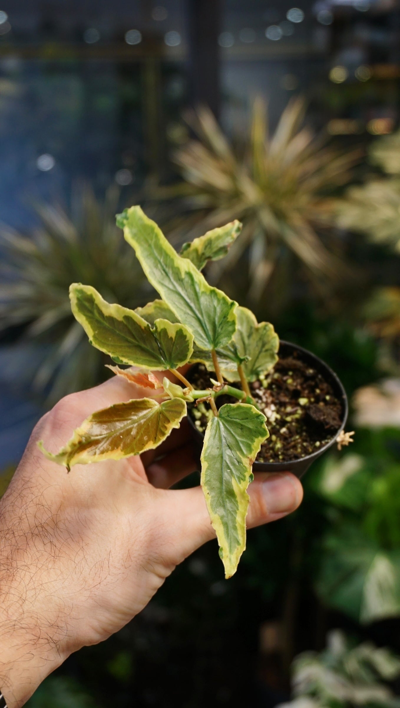 Begonie „Dainty Spray Variegata“ | Seltene Pflanze