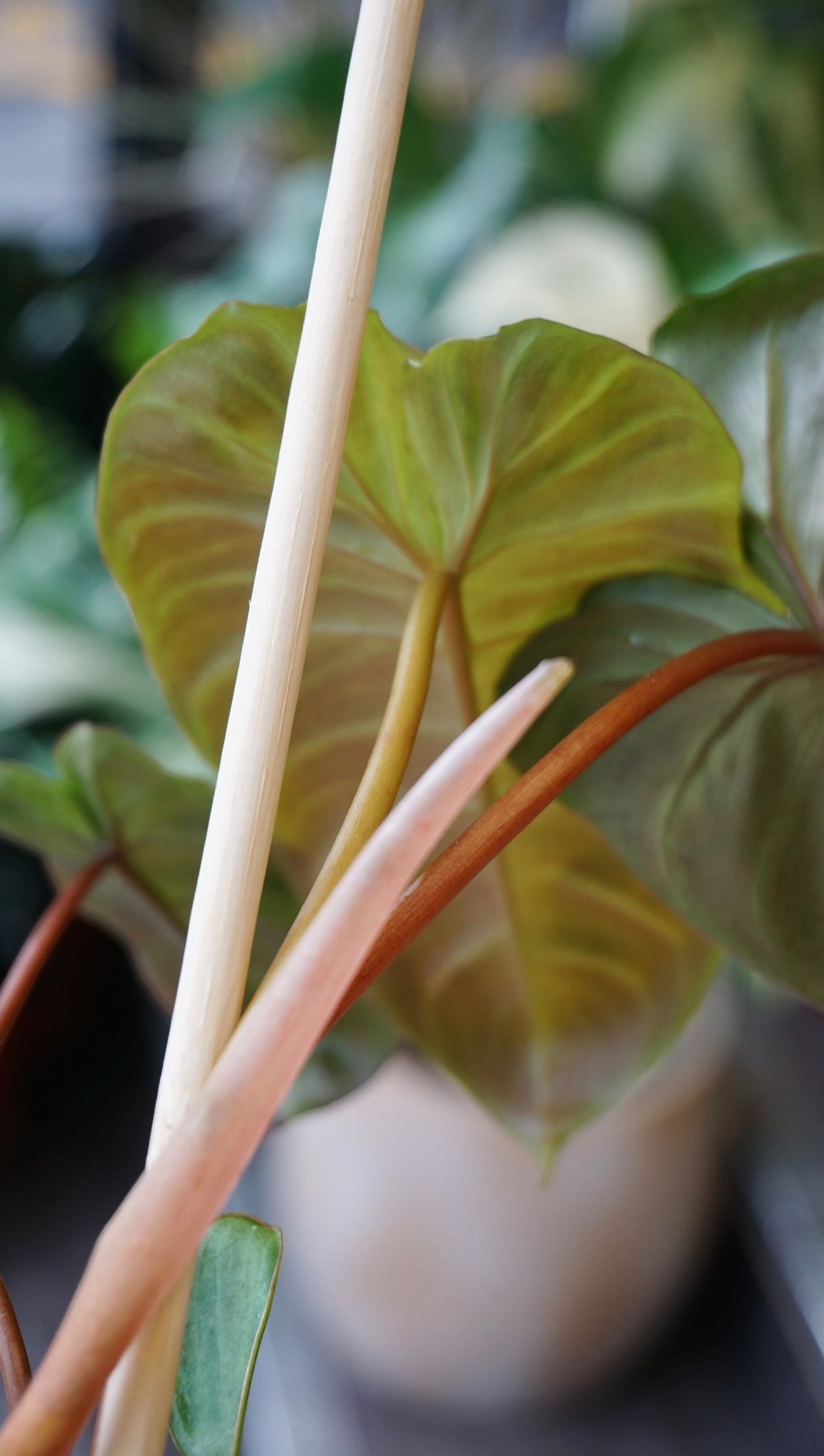 Philodendron Billicosum studio plantes rares jungle jardinerie strasbourg rare plant shop online pflanzen