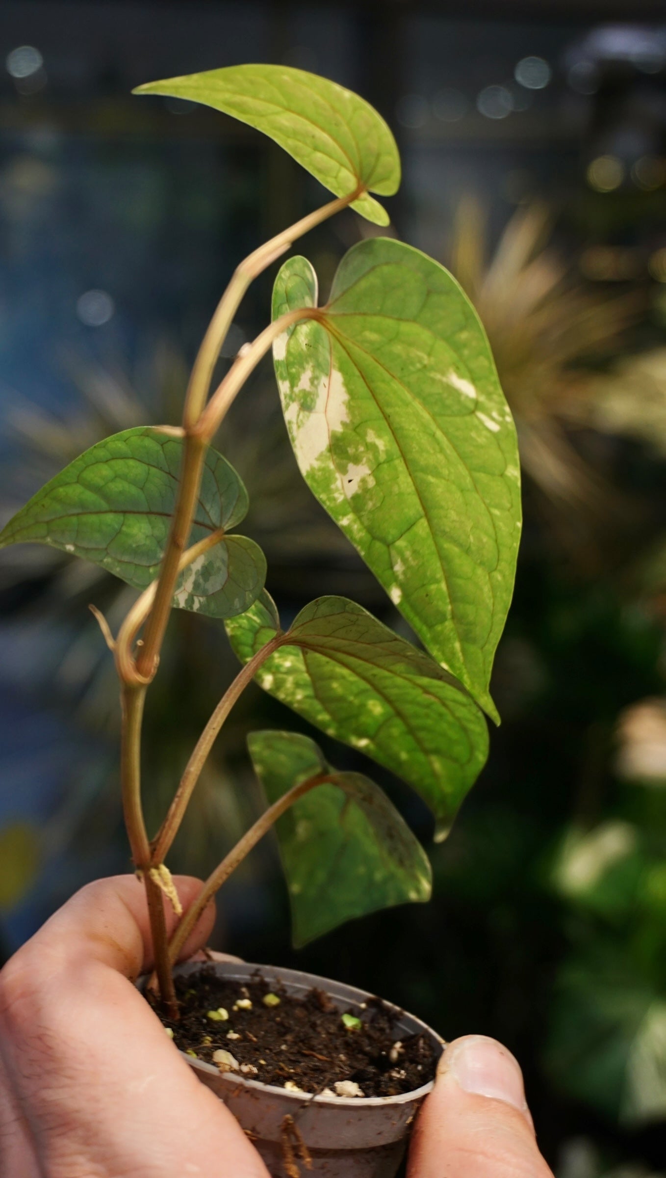 Piper Argyrites Variegata studio plantes rares jungle jardinerie strasbourg rare plant shop online pflanzen