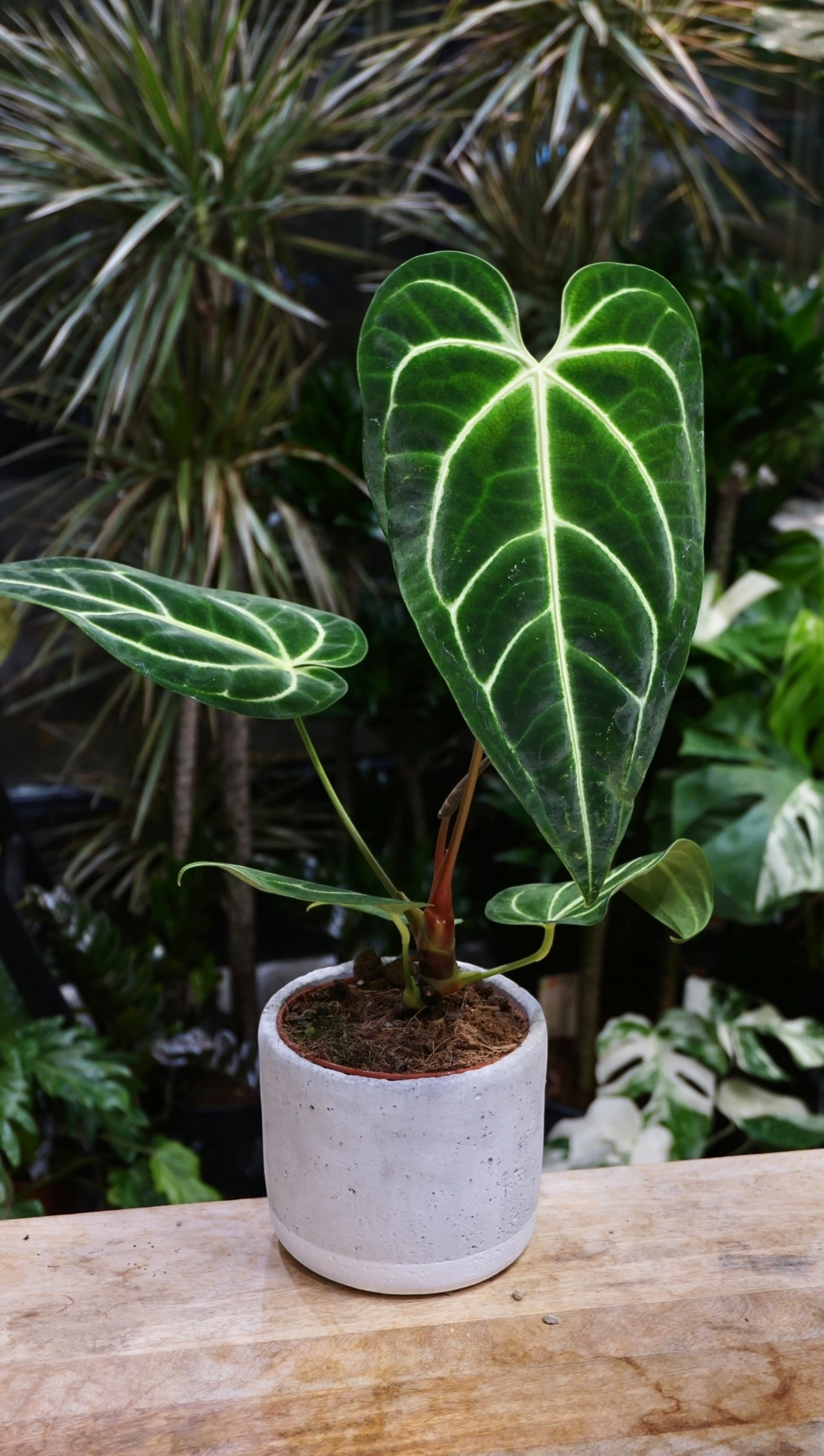 anthurium regale kaufen Anthurium Regale | Seltene Pflanze