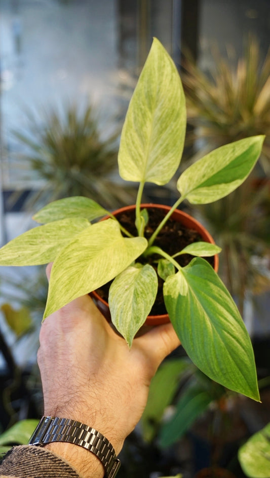 Homalomena Cream Frost studio plantes rares jungle jardinerie strasbourg rare plant shop online pflanzen