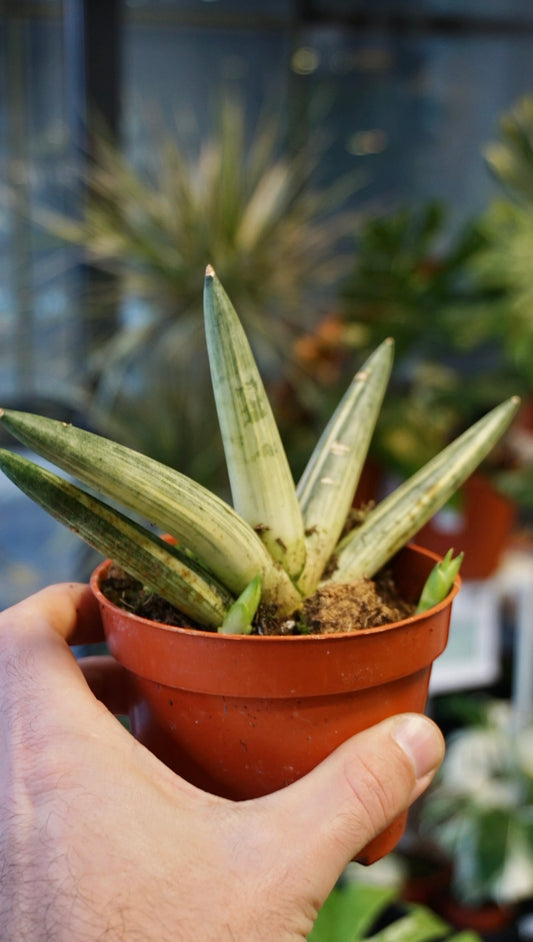 Sansevieria Boncel