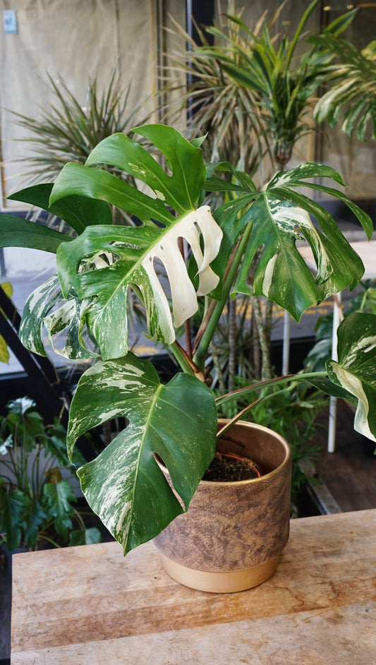 Monstera Variegata
