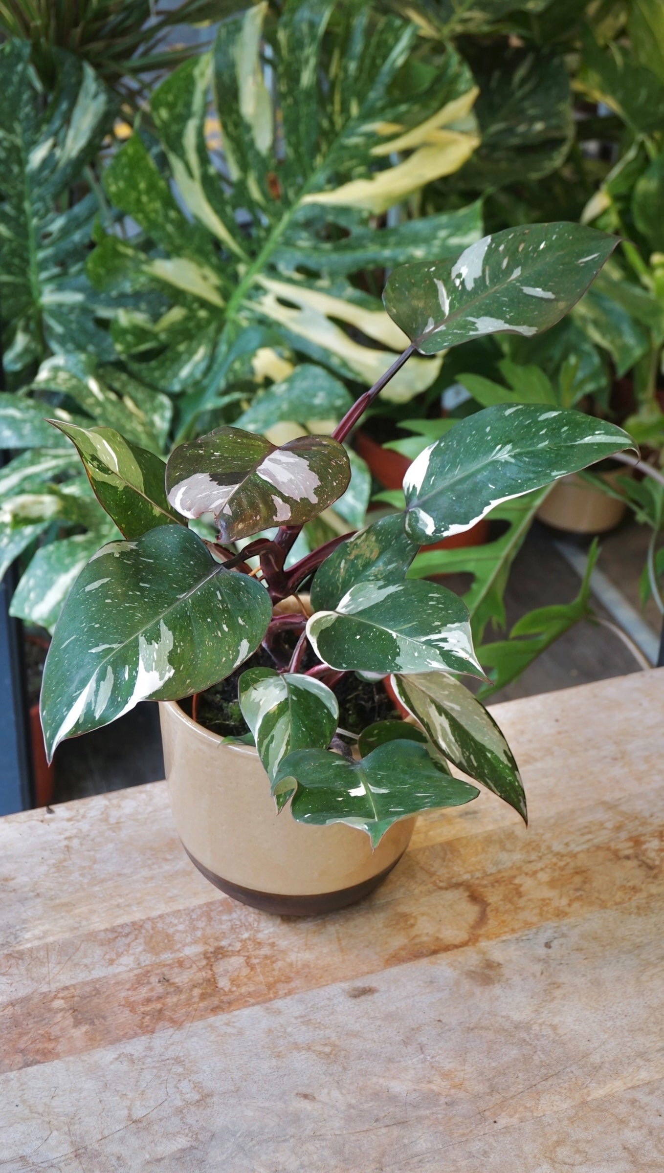Philodendron Red Anderson Variegata studio plantes rares jungle jardinerie rare plant shop online pflanzen