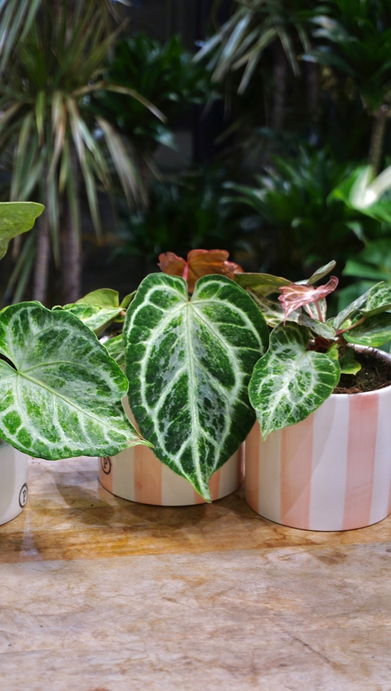 Anthurie „Silver Blush Mint“ | Seltene Pflanze