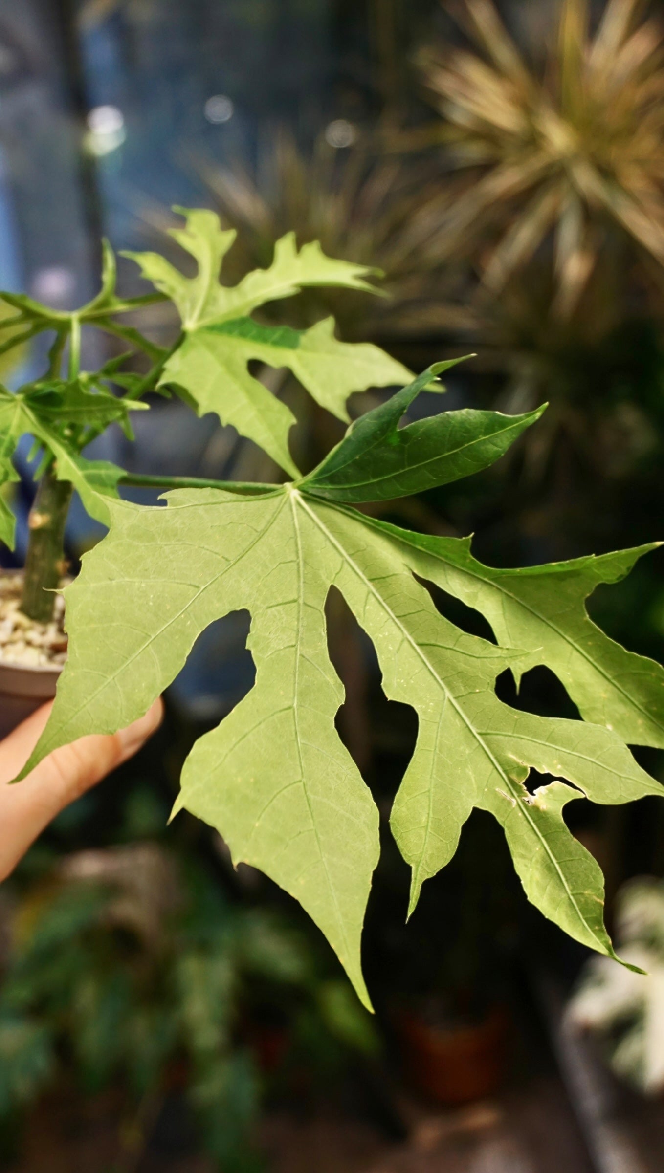 Chaya Cnidoscolus Aconitifolius Variegata studio plantes rares jungle jardinerie strasbourg rare plant shop online pflanzen