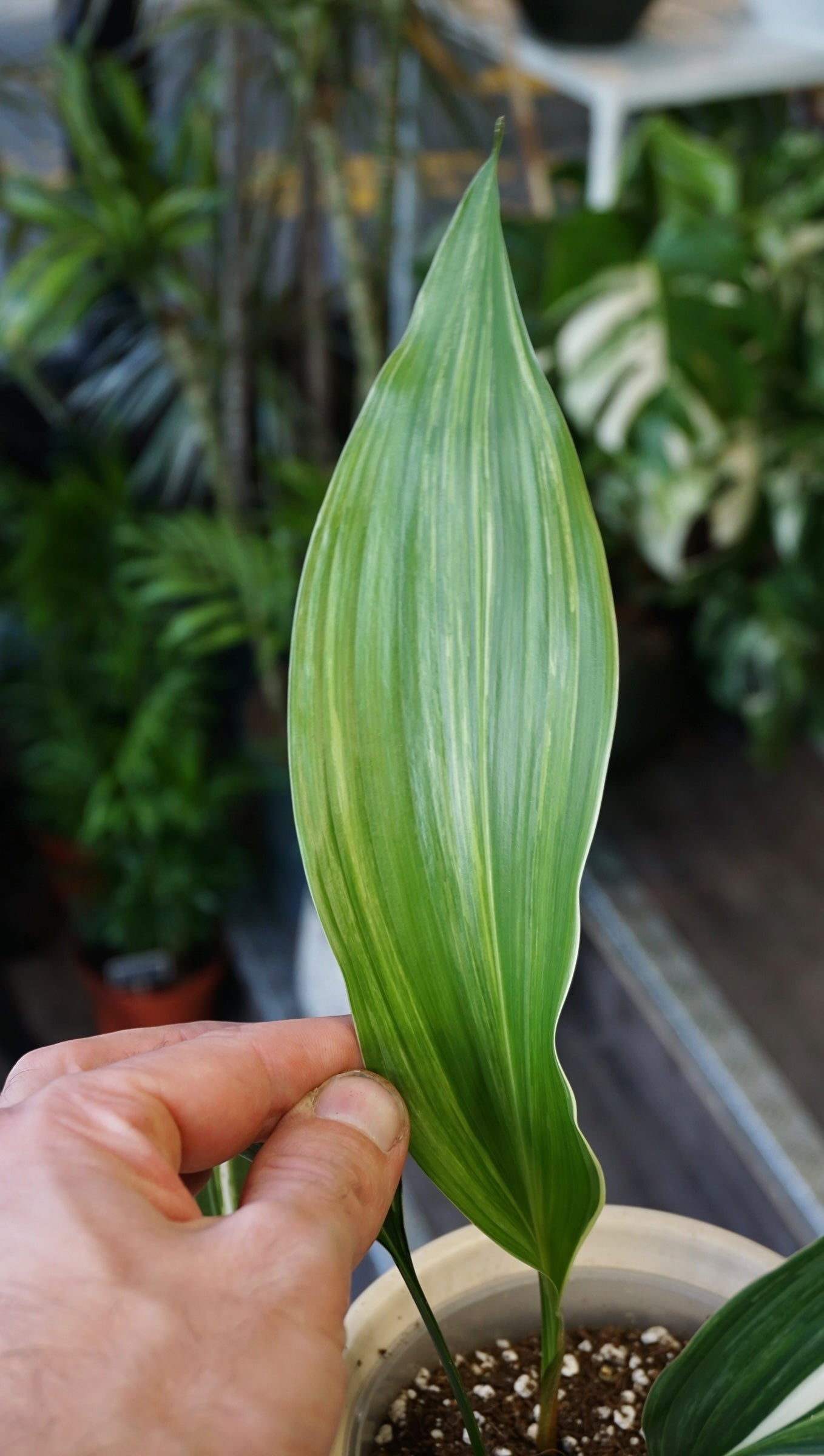 Aspidistra Elatior Variegata