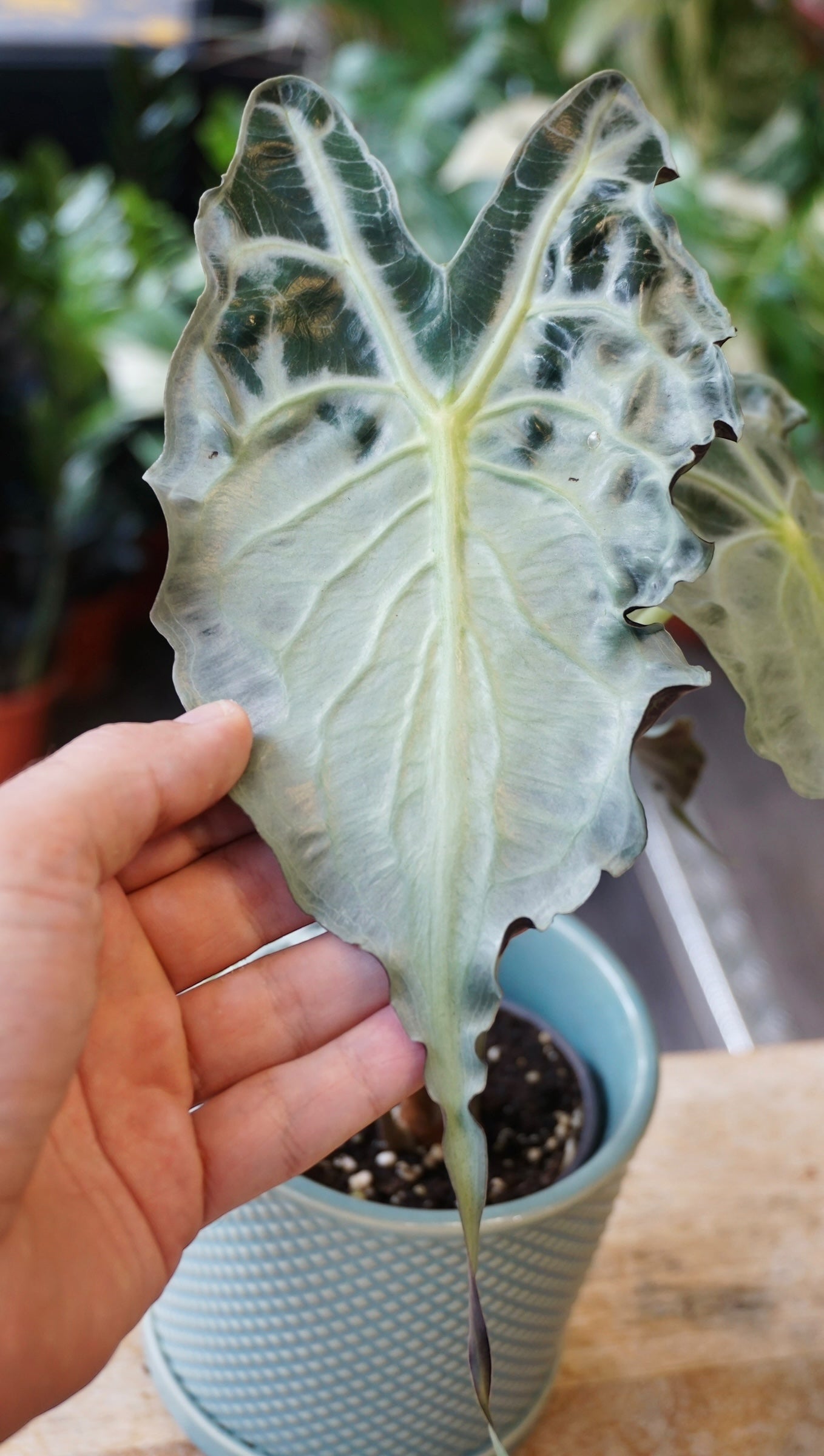 Alocasia Venom studio plantes rares jungle jardinerie strasbourg rare plant shop online pflanzen