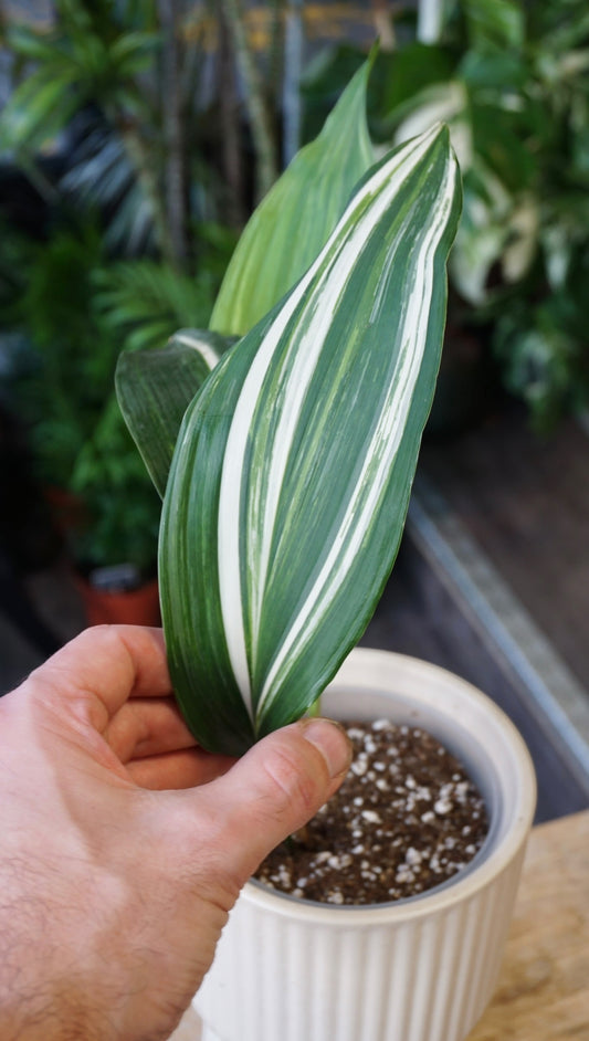Aspidistra Elatior Variegata