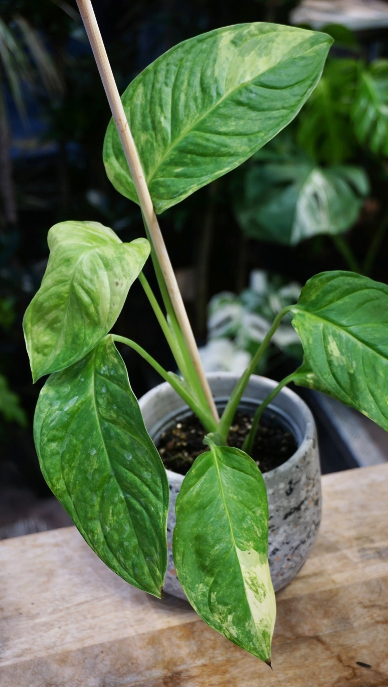 Monstera Mayuna Aurea Variegata