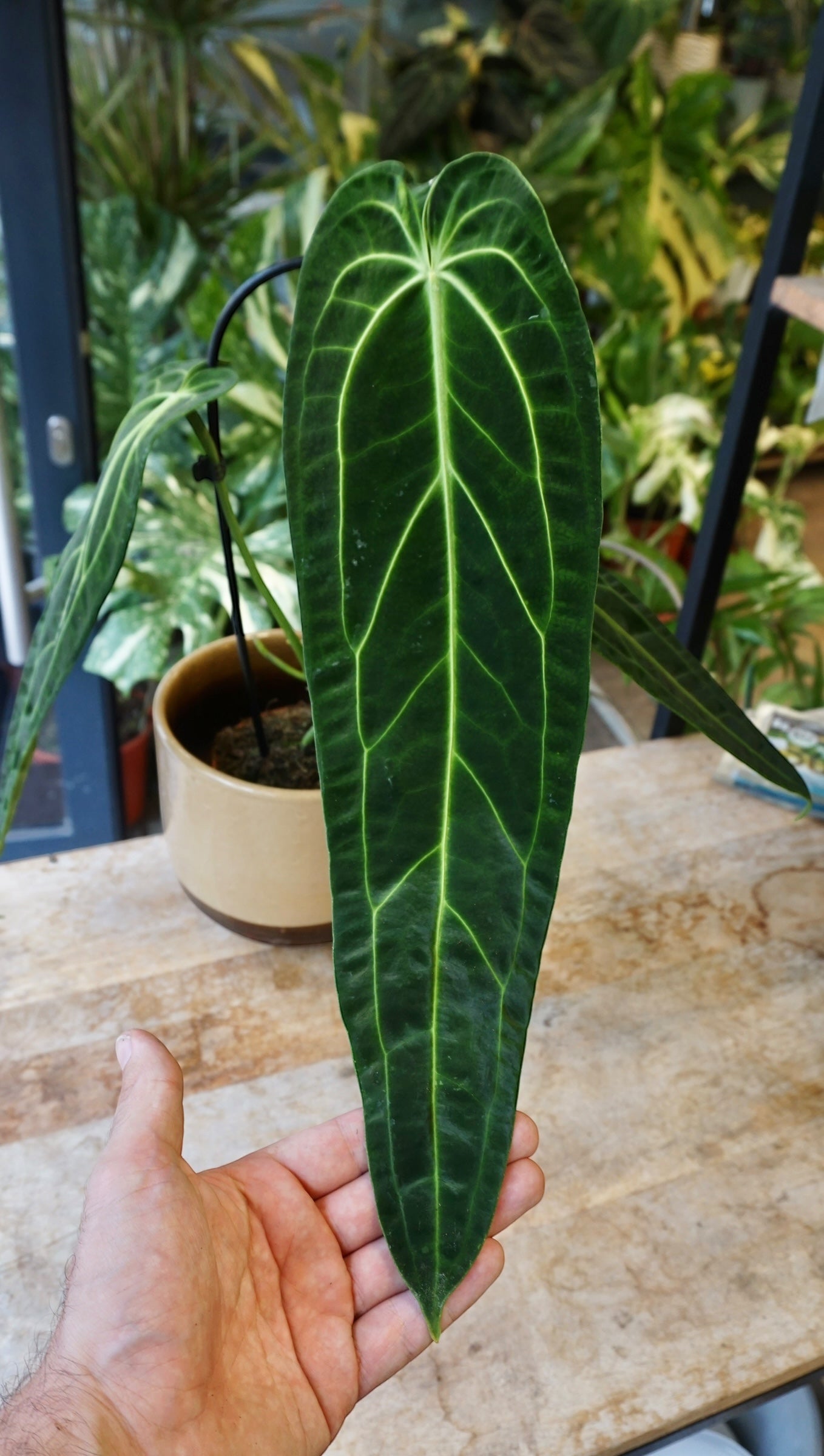 Anthurium warocqueanum studio plantes rares jungle jardinerie strasbourg rare plant shop online pflanzen