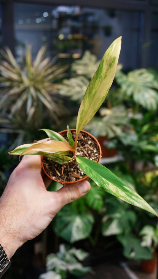 baby Philodendron Caramel Marble Variegata studio plantes rares jungle jardinerie strasbourg rare plant shop online pflanzen