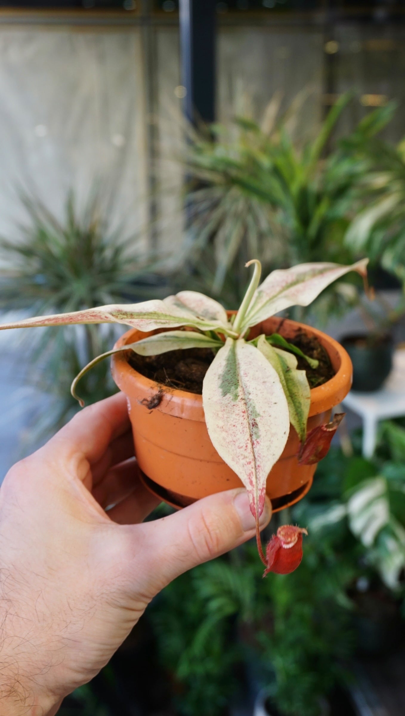 Nepenthes Viking x Ampullaria Variegata - Studio Plantes