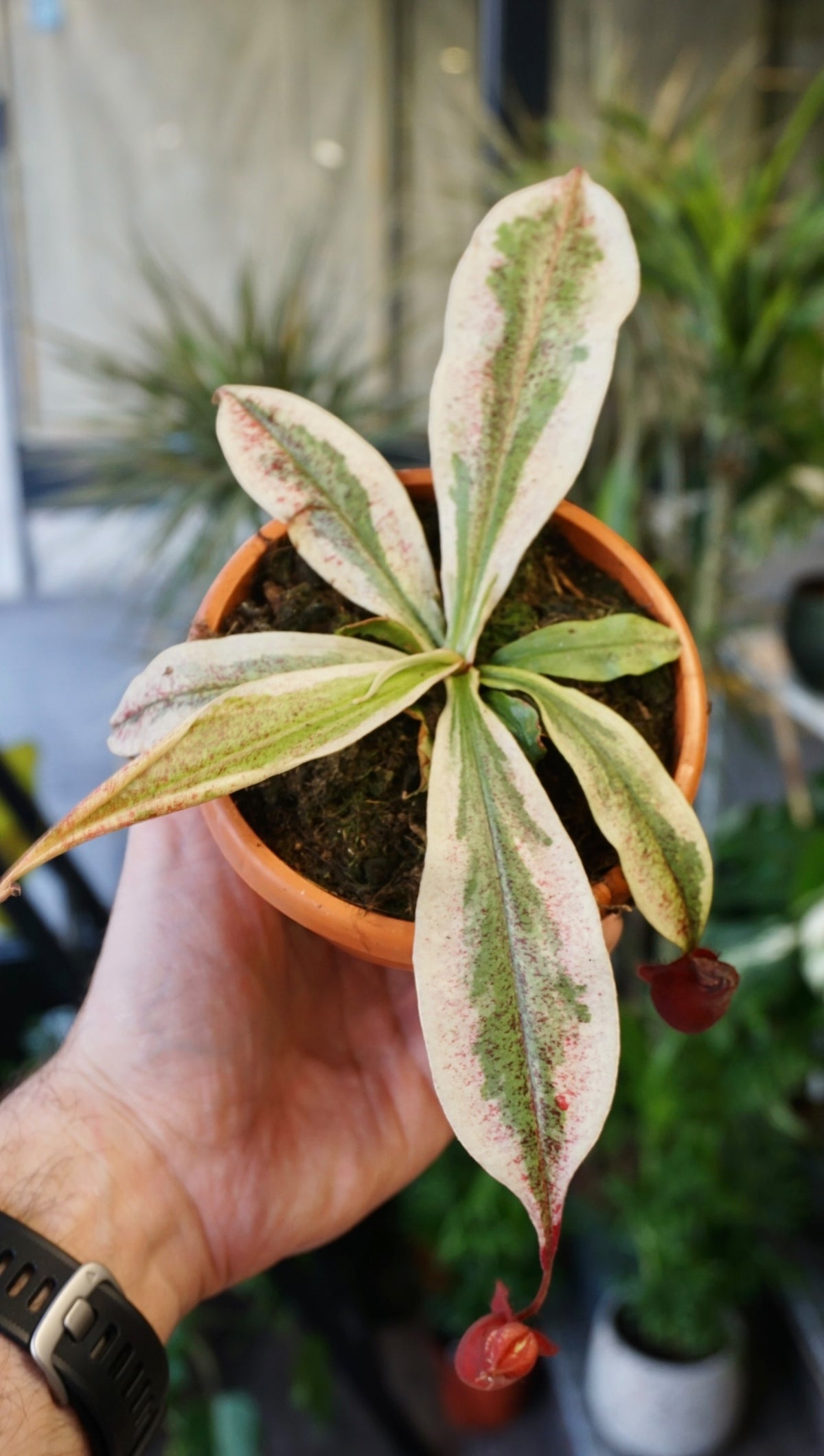 Nepenthes Viking x Ampullaria Variegata