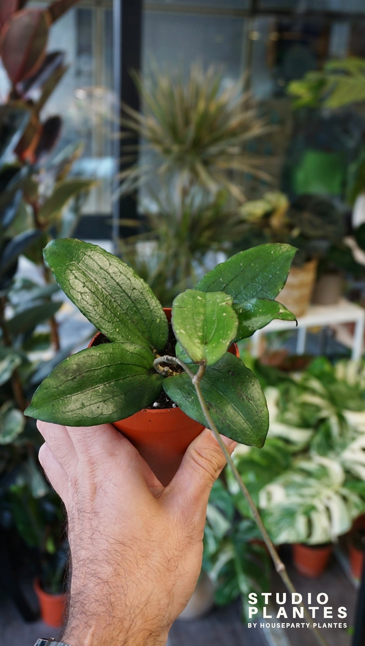 Hoya Erythrina