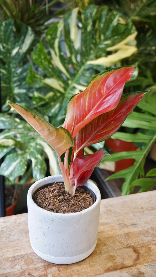 Aglaonema Cherry Baby Chili Red studio plantes rares jungle jardinerie strasbourg rare plant shop online pflanzen