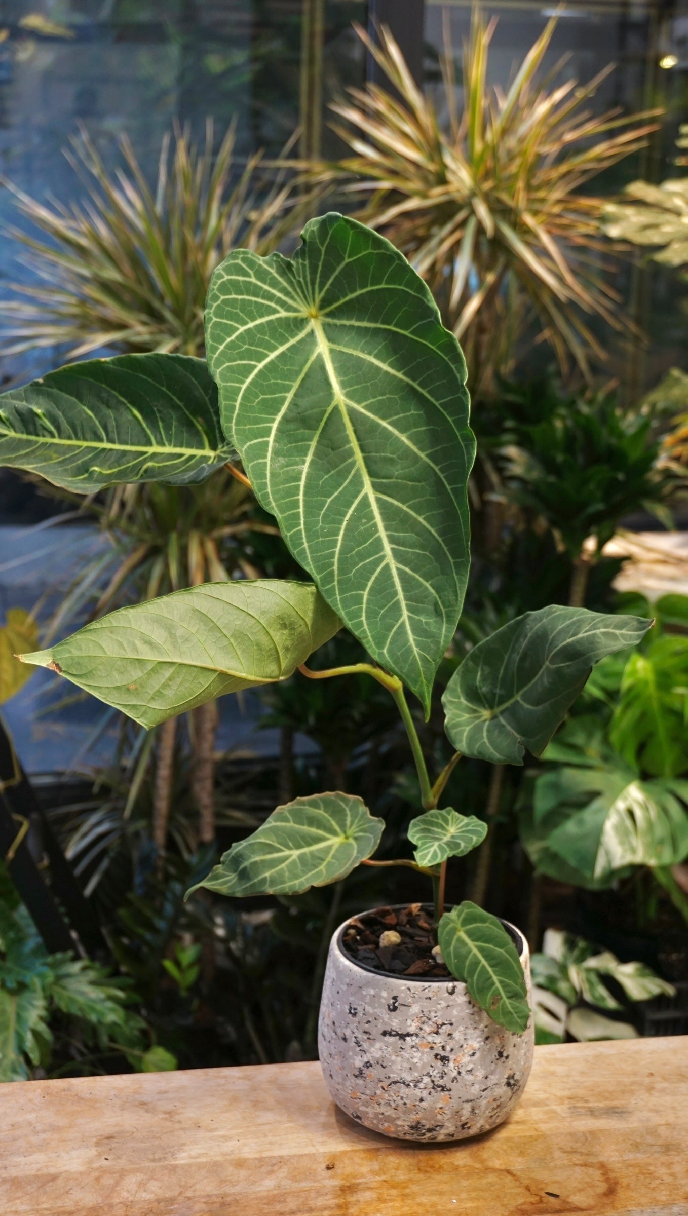 philodendron smithii Piper Albert Smithii L | Rare plant