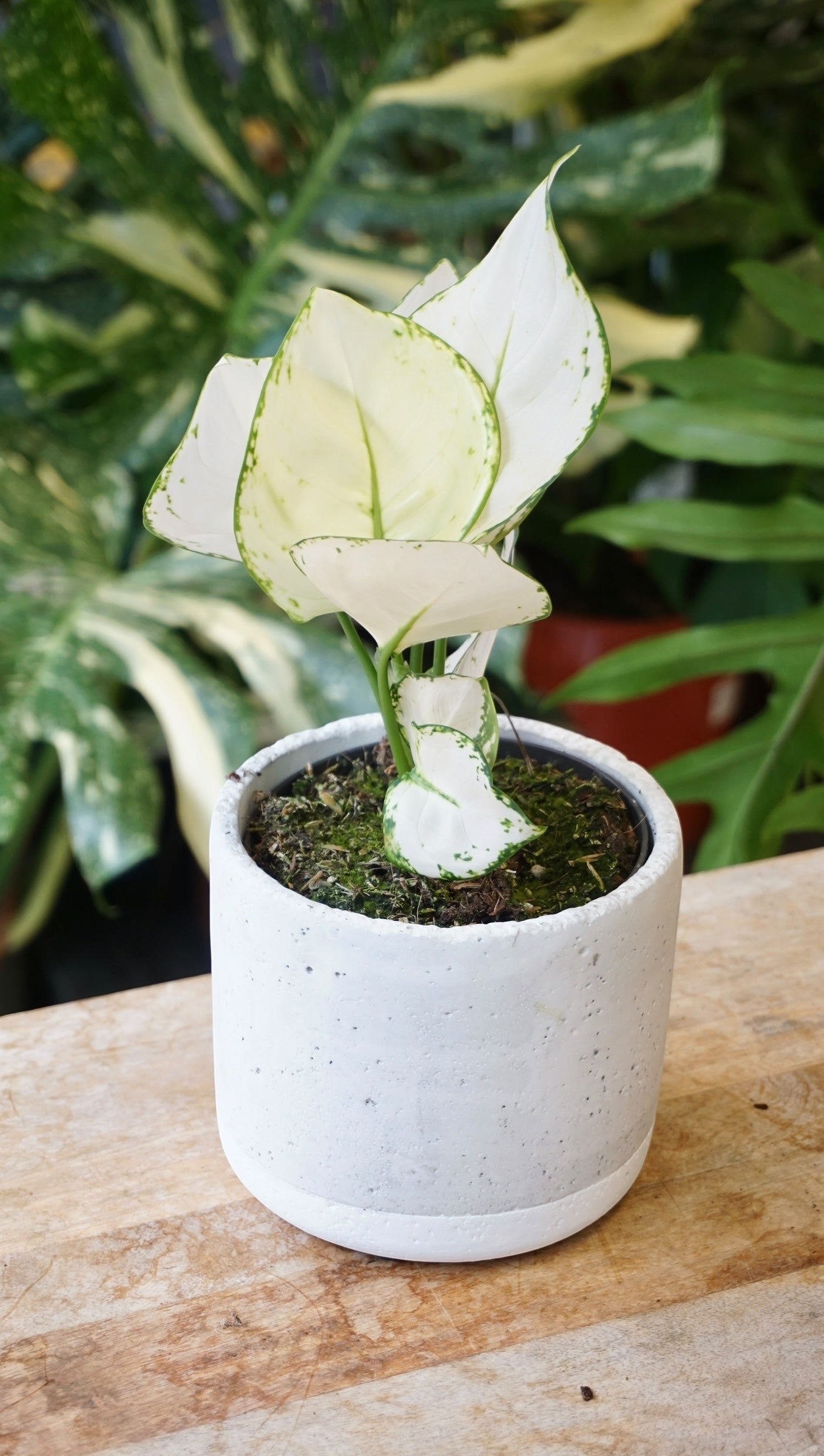 Aglaonema White Joy studio plantes rares jungle jardinerie strasbourg rare plant shop online pflanzen