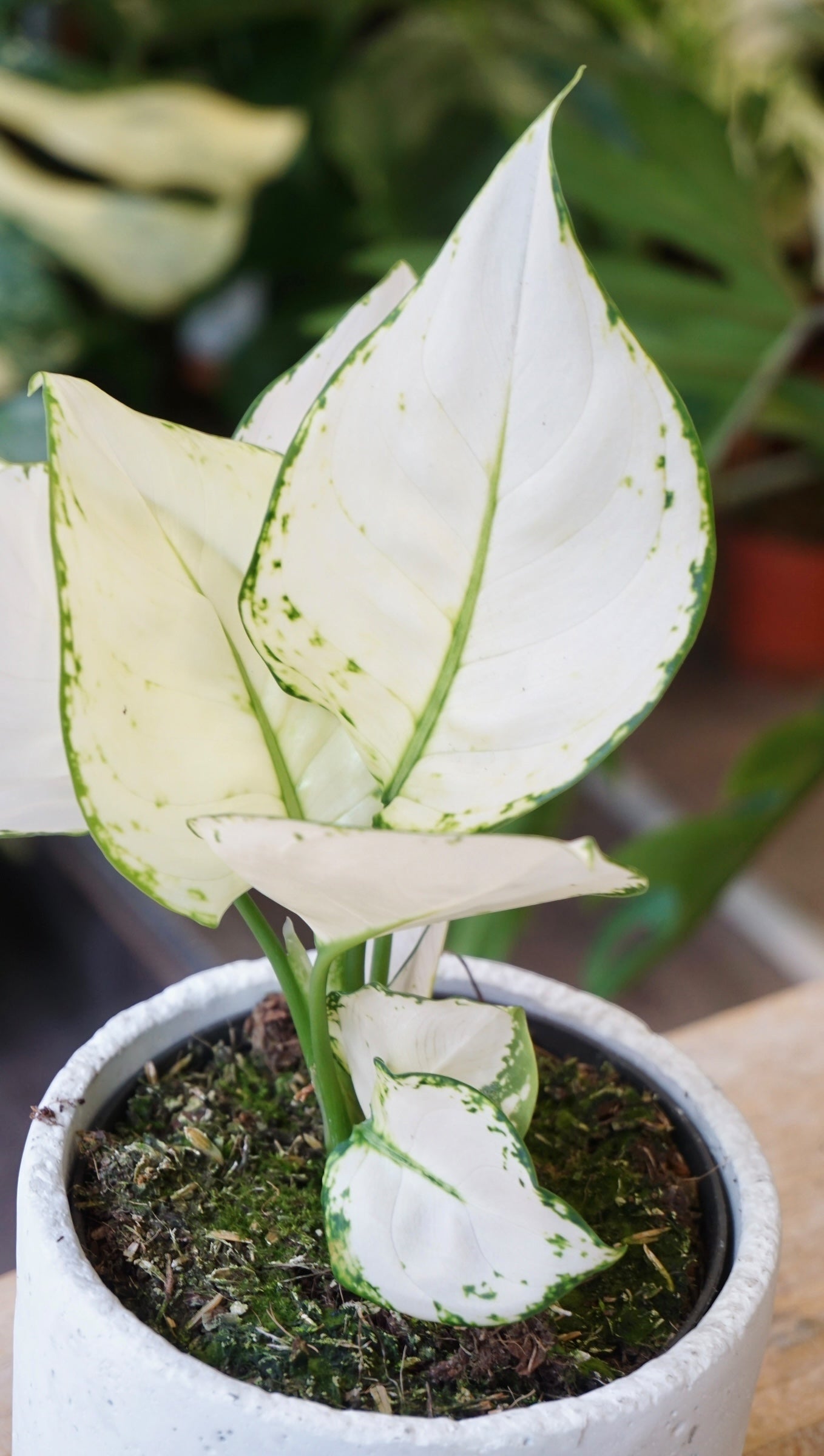 Aglaonema White Joy studio plantes rares jungle jardinerie strasbourg rare plant shop online pflanzen