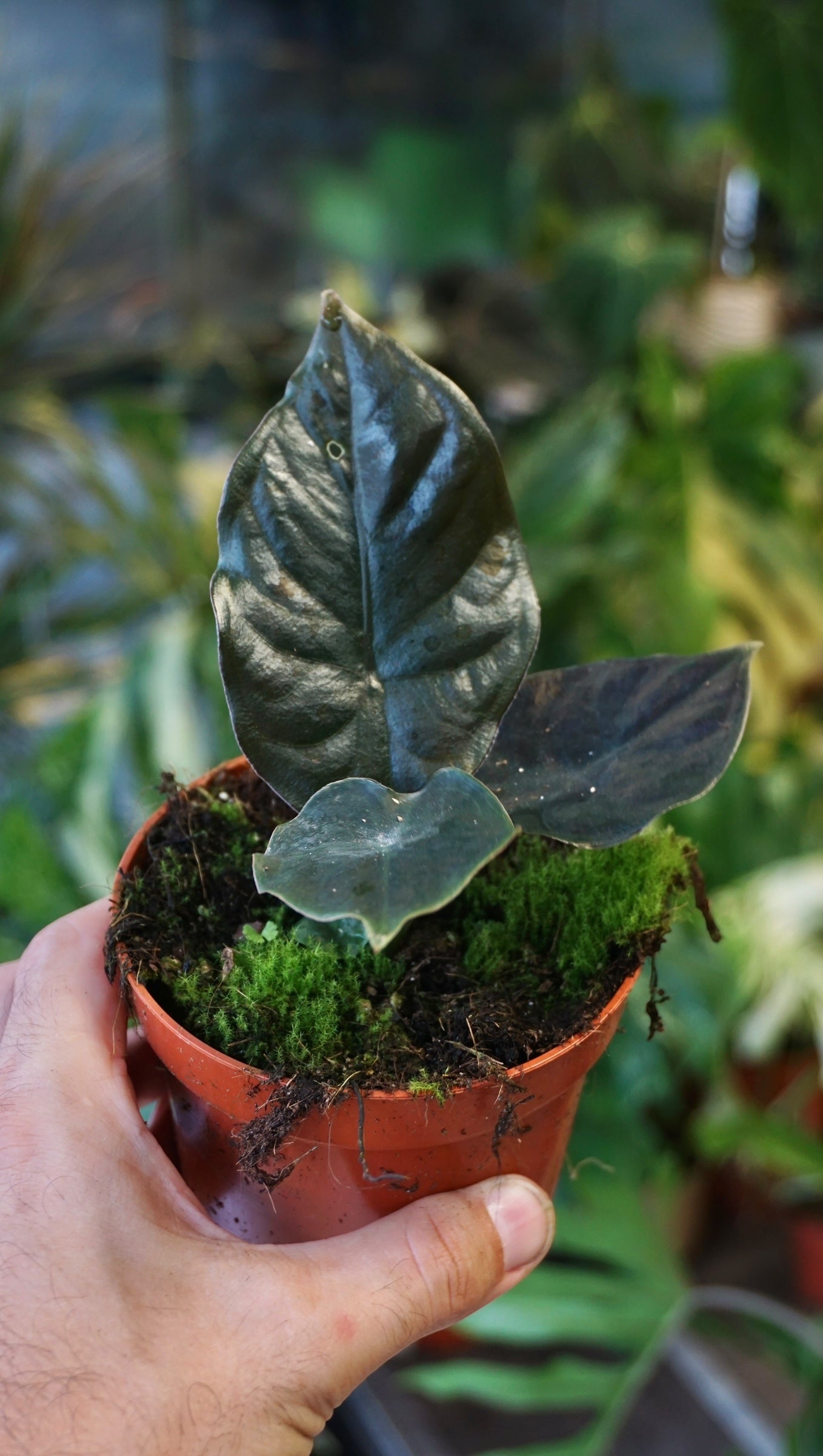 Alocasia Infernalis Black Magic studio plantes rares jungle jardinerie strasbourg rare plant shop online pflanzen