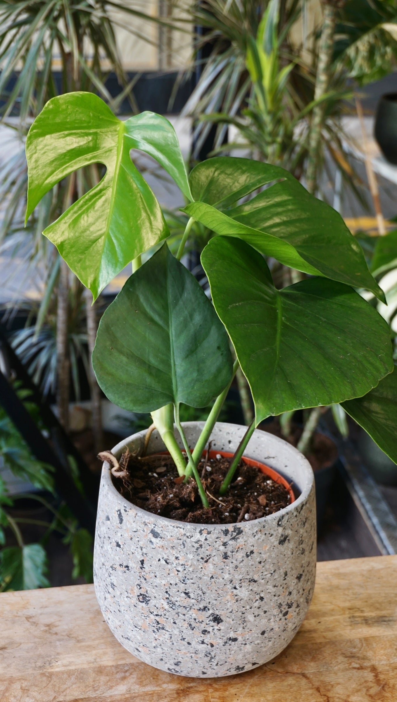 Monstera Sierrana Mexican Form | Rare Indoor Plant