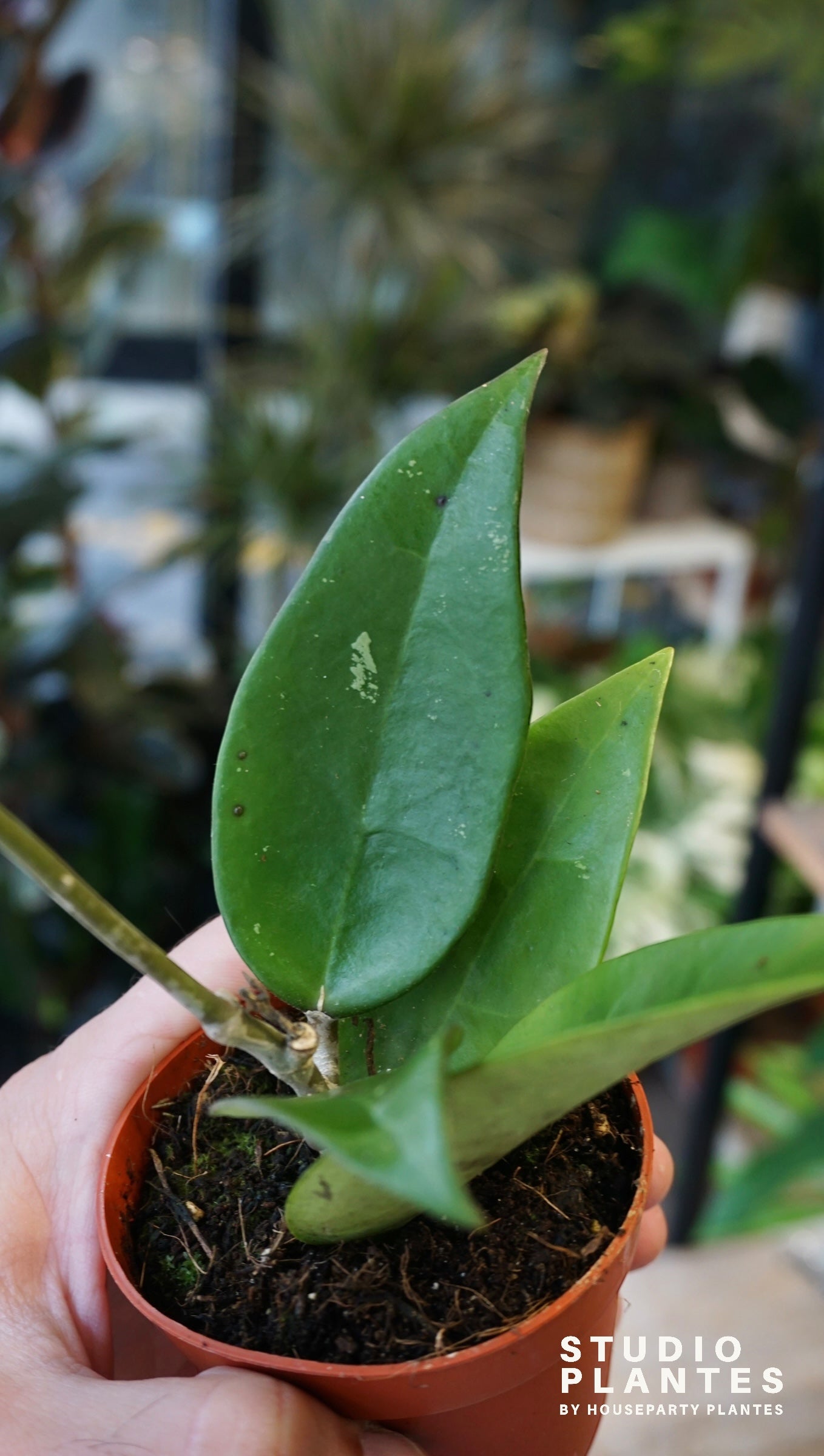 Hoya Parasitica Red Leaf