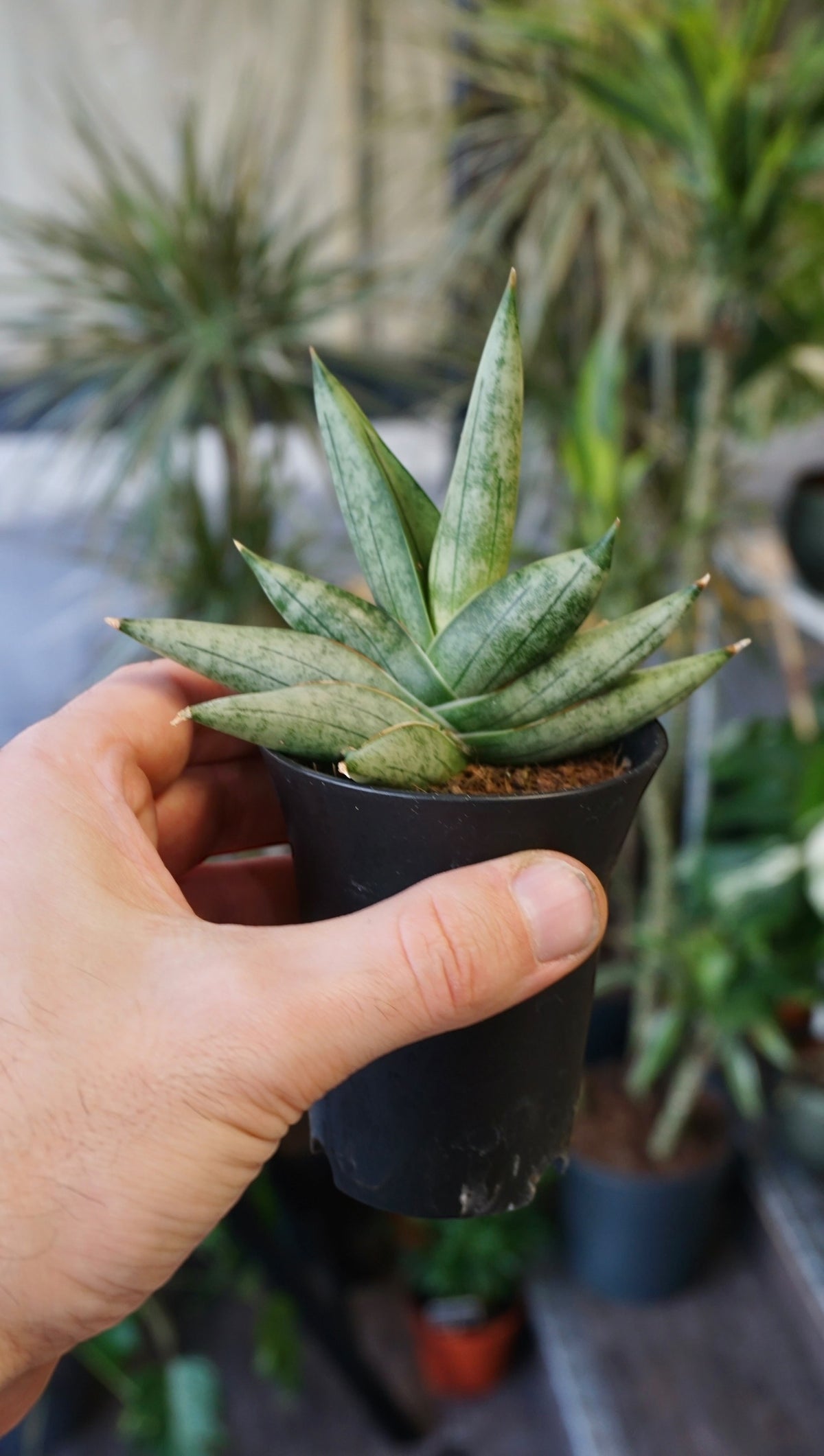 Sansevieria Intii