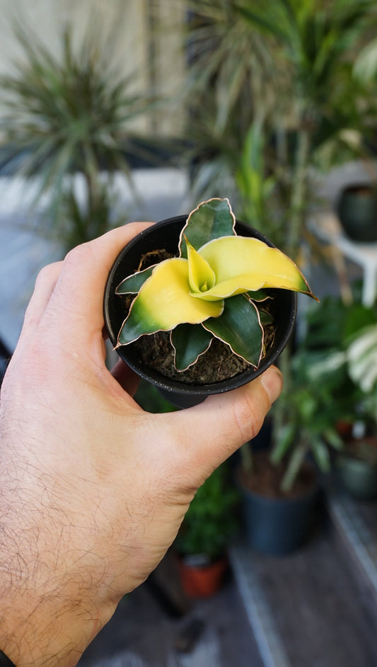 Sansevieria Star Canary