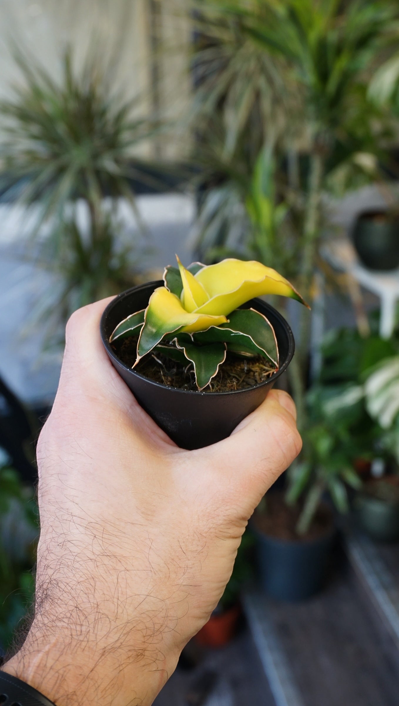 Sansevieria Star Canary - Studio Plantes
