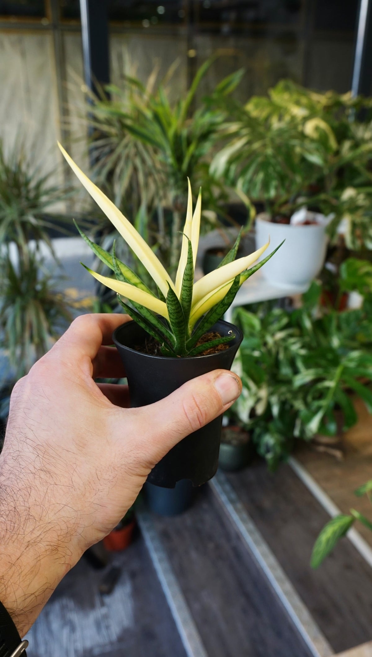 Sansevieria NoId "ghost"