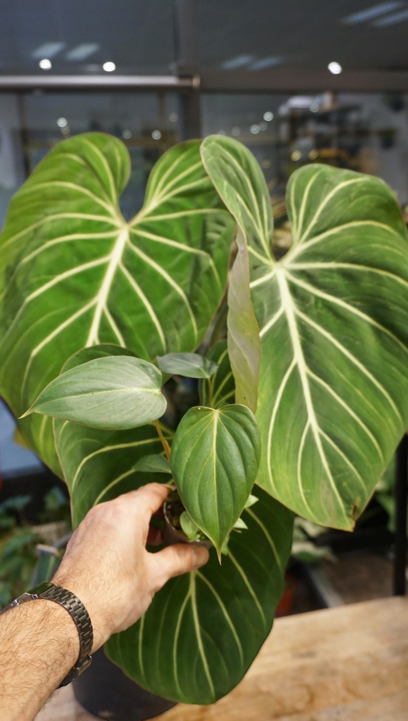 philodendron gloriosum dark form vs regular Philodendron Gloriosum Dark Form – Studio Plantes