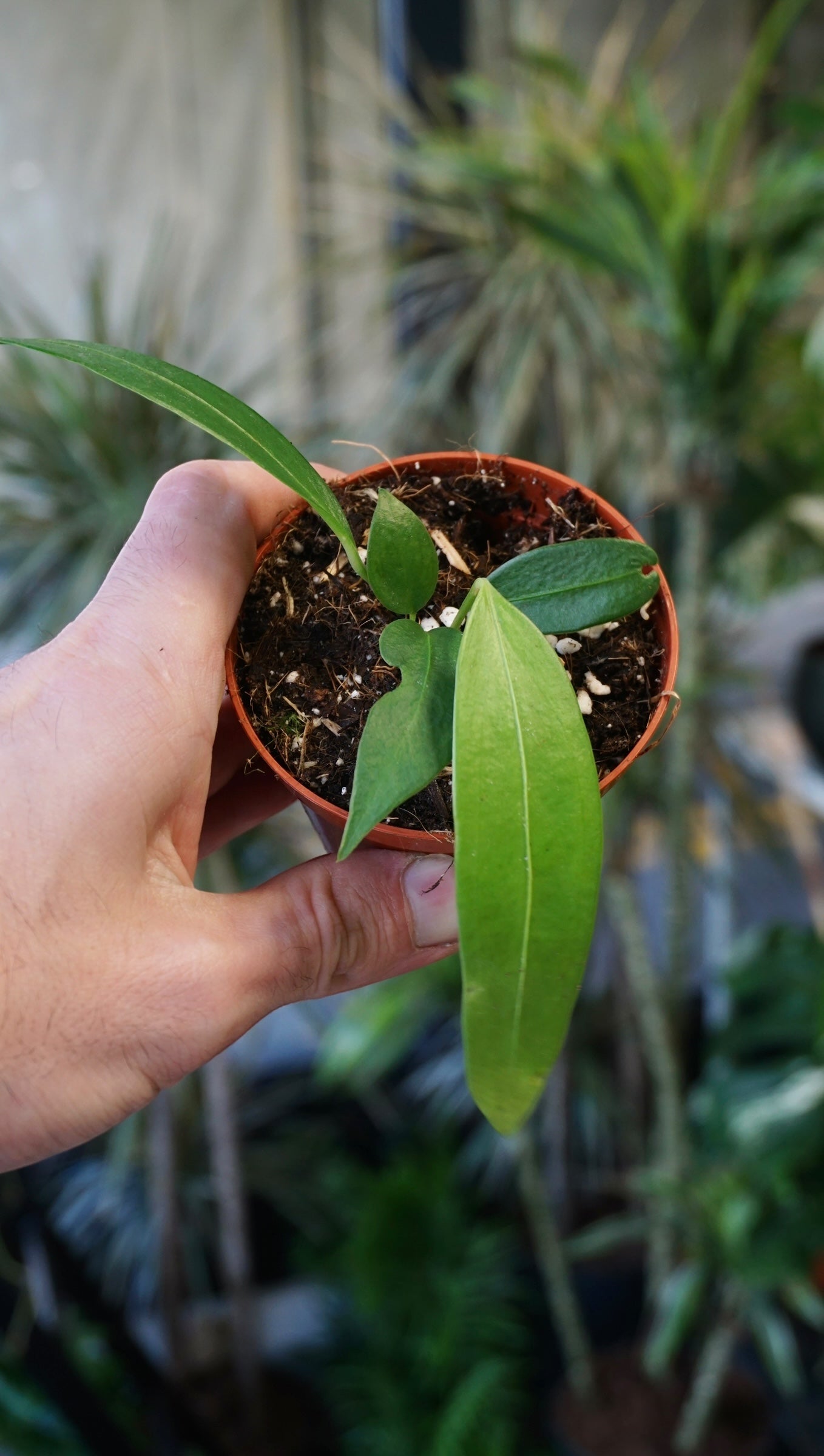 studio anthurium Anthurium Wendlingerii | Rare Indoor Plant
