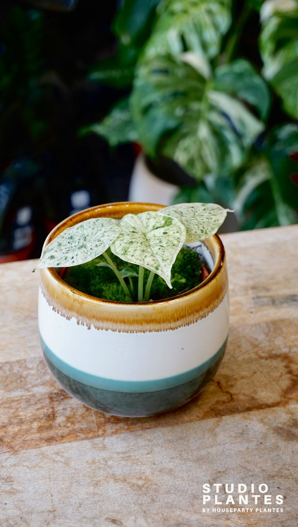 Alocasia Dragon Scale Mint