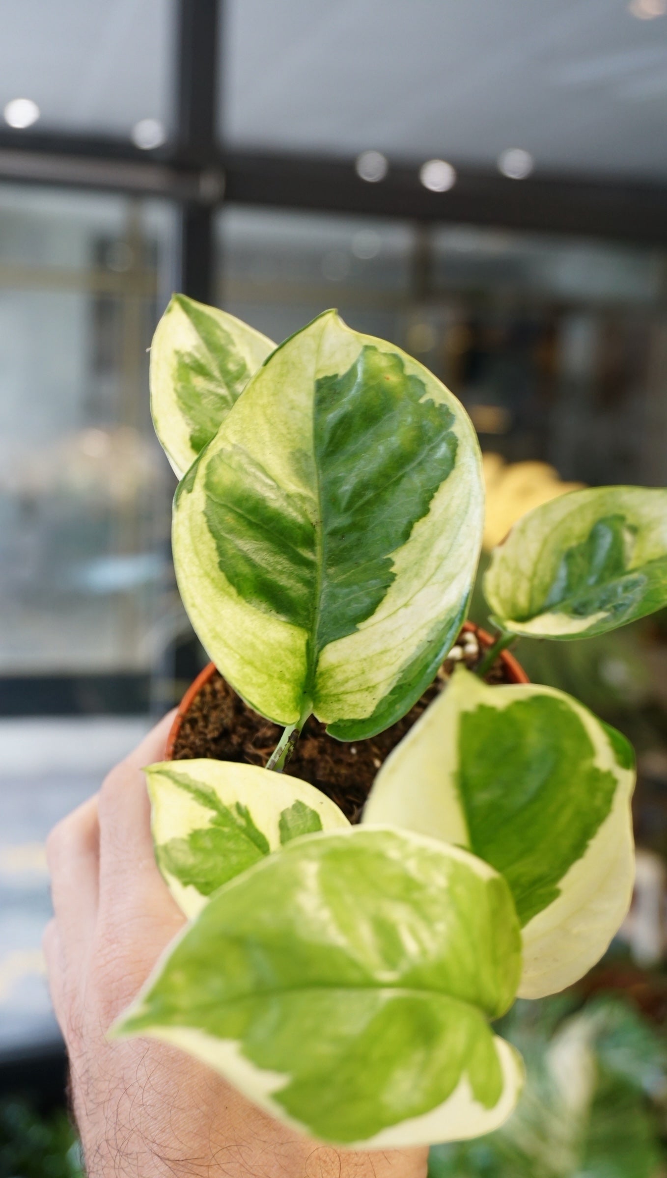 Epipremnum Lemon Meringue