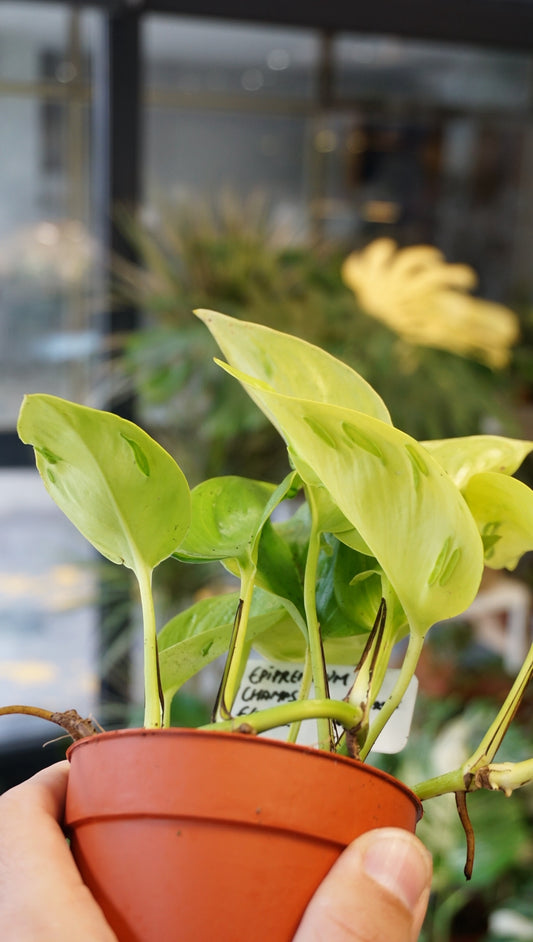 Epipremnum Champs Elysees