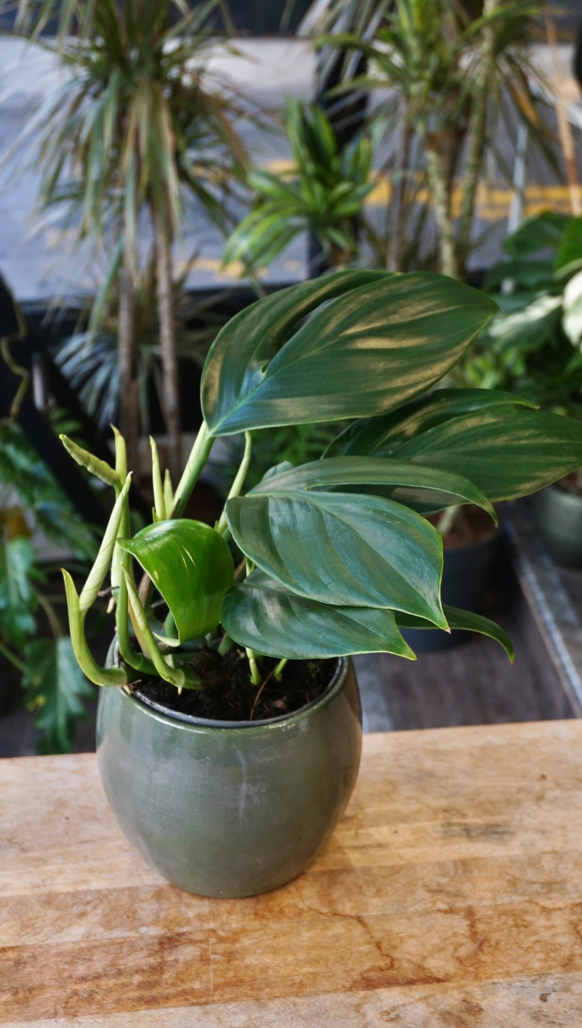 Rhaphidophora Decursiva