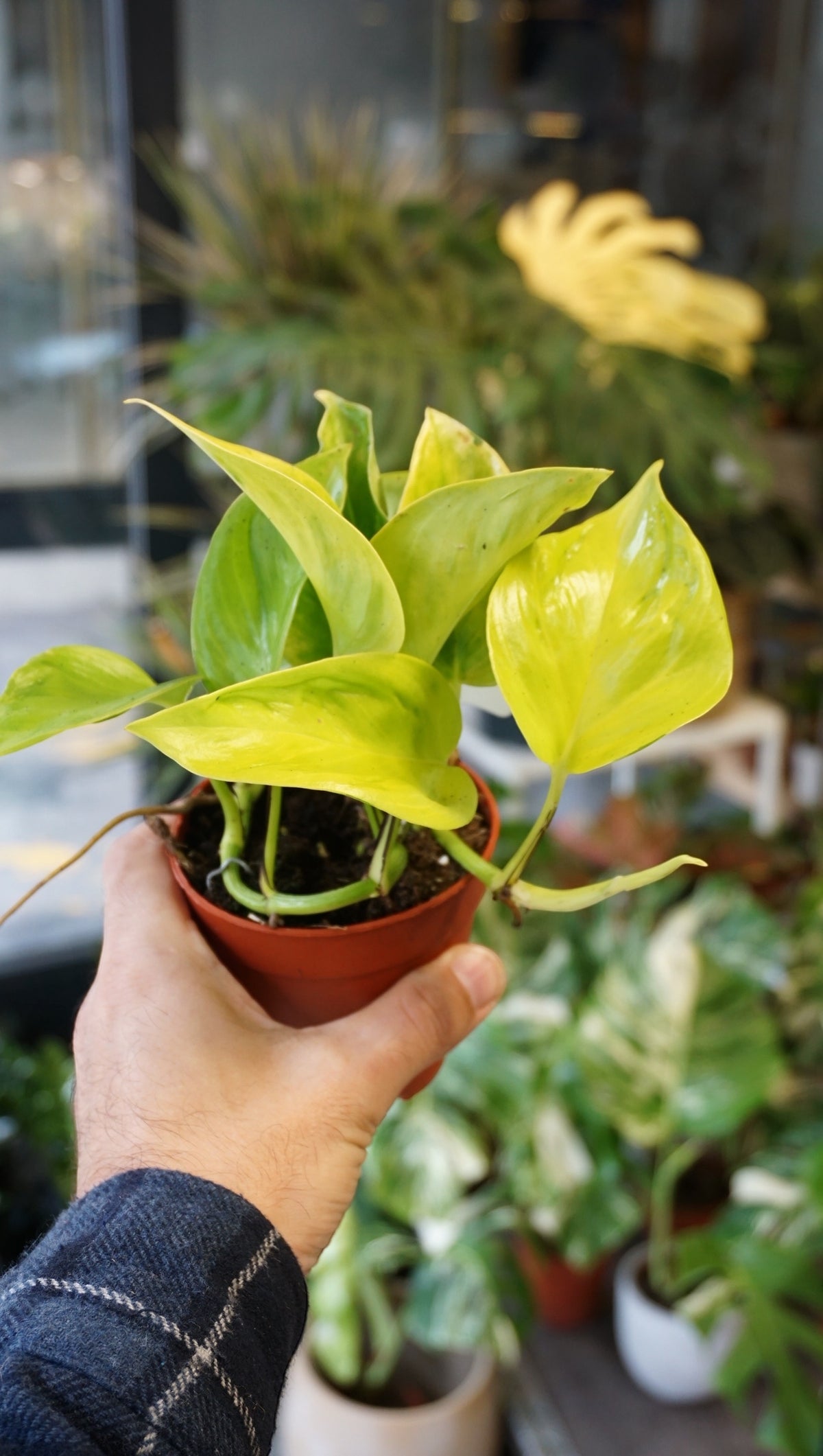 epipremnum teruno champs elysees studio plantes rares jungle jardinerie strasbourg rare plant shop online pflanzen