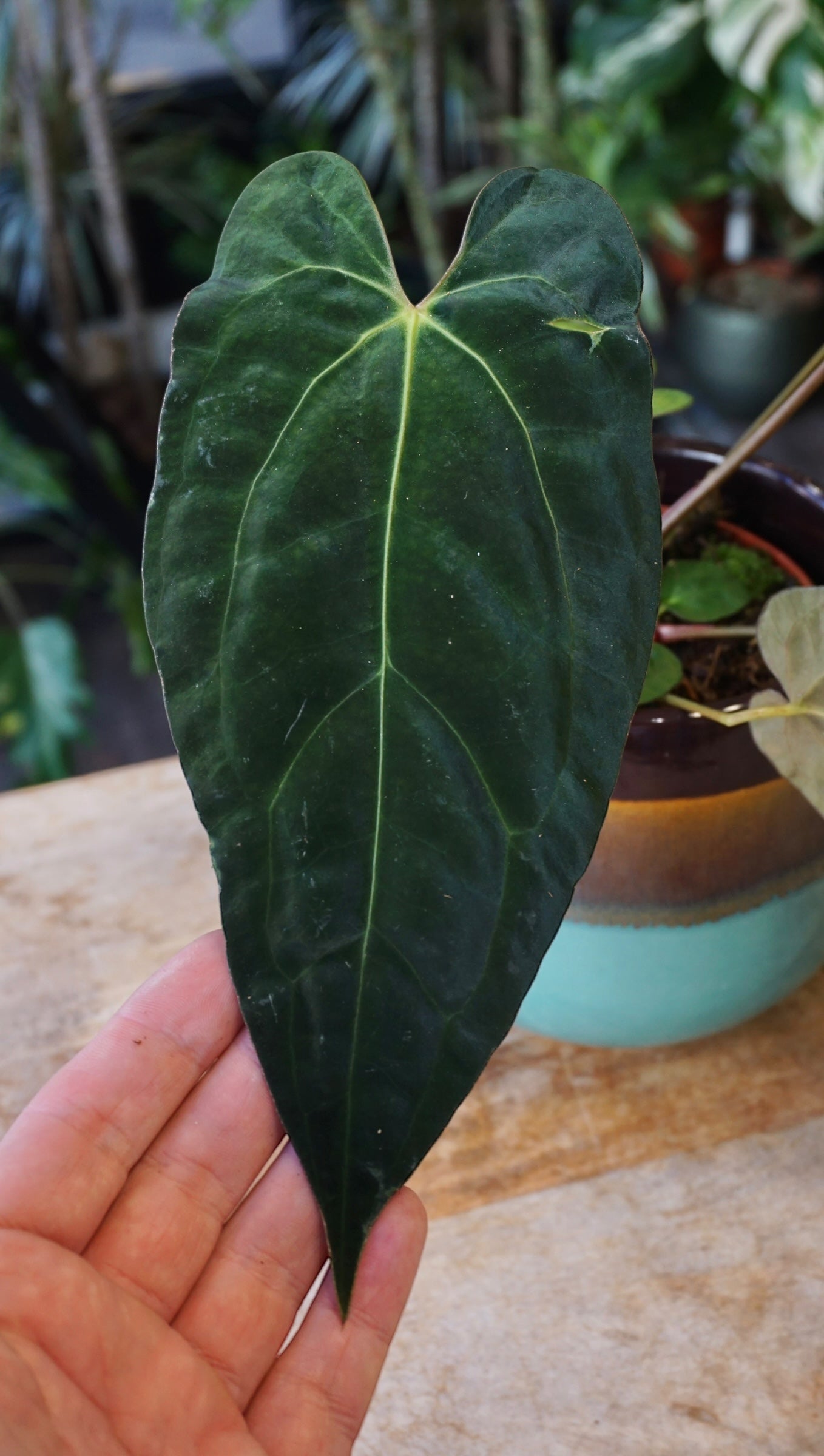 Anthurium Papillilaminum Hybrids - different forms