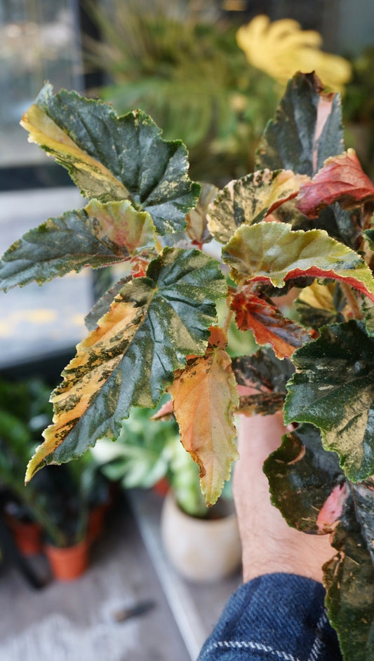 Begonia Ginny Galaxy Variegata