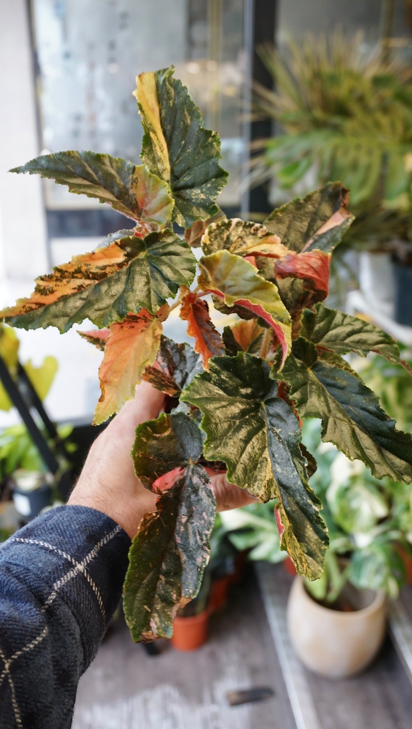 Begonia Ginny Galaxy Variegata